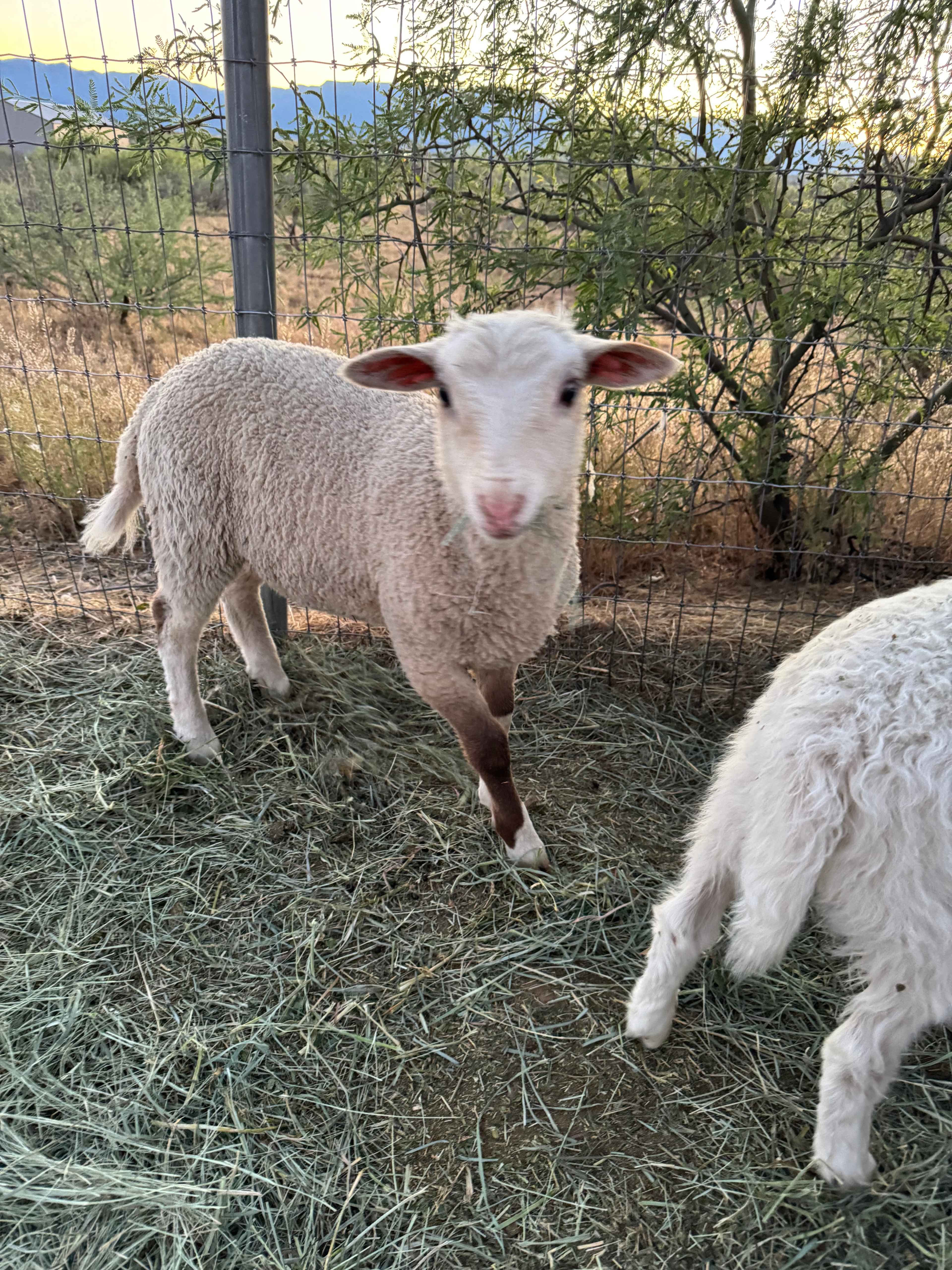Rural Ranch & Petting Farm