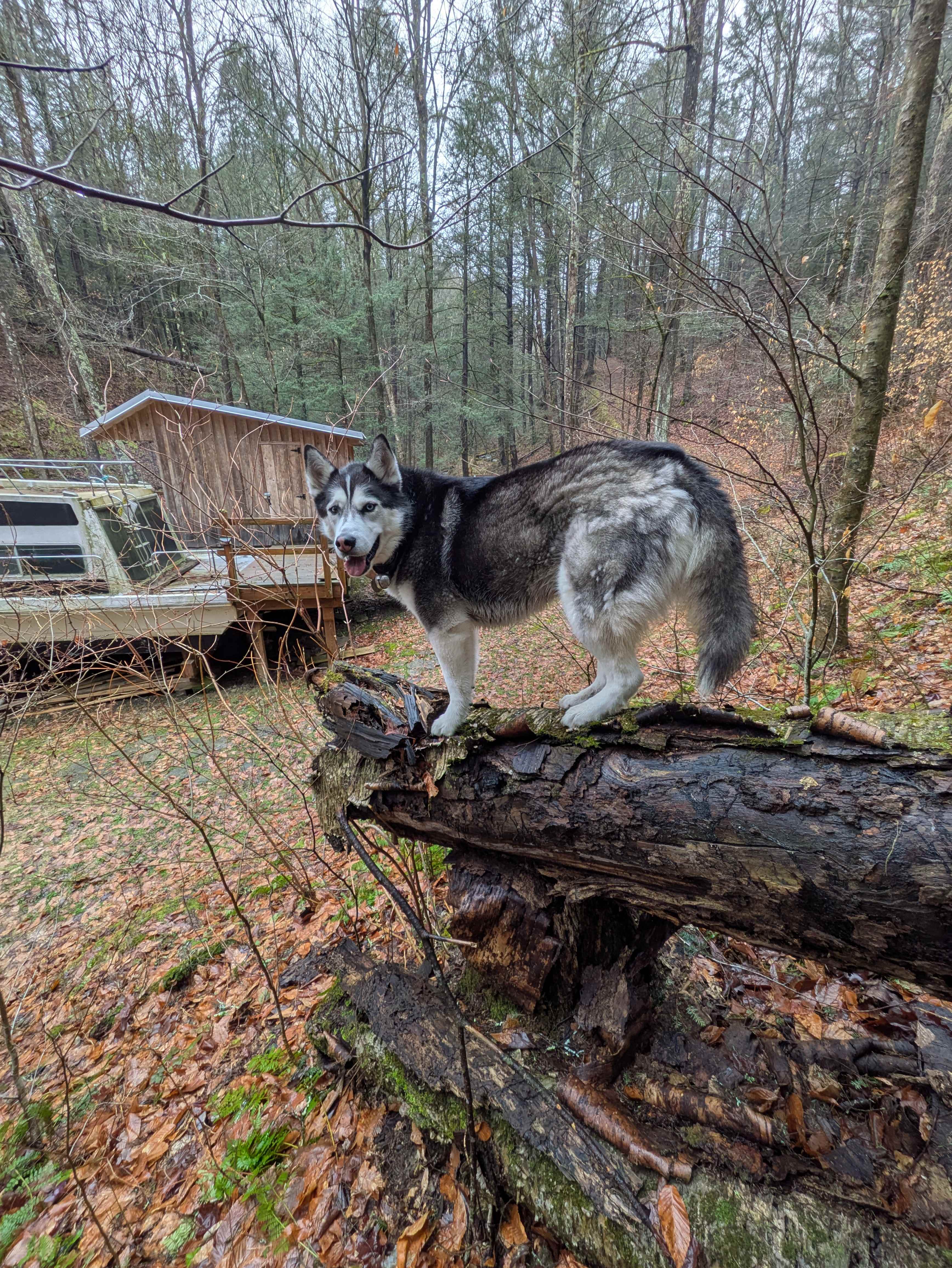 Our dog Bear loved it here 😂