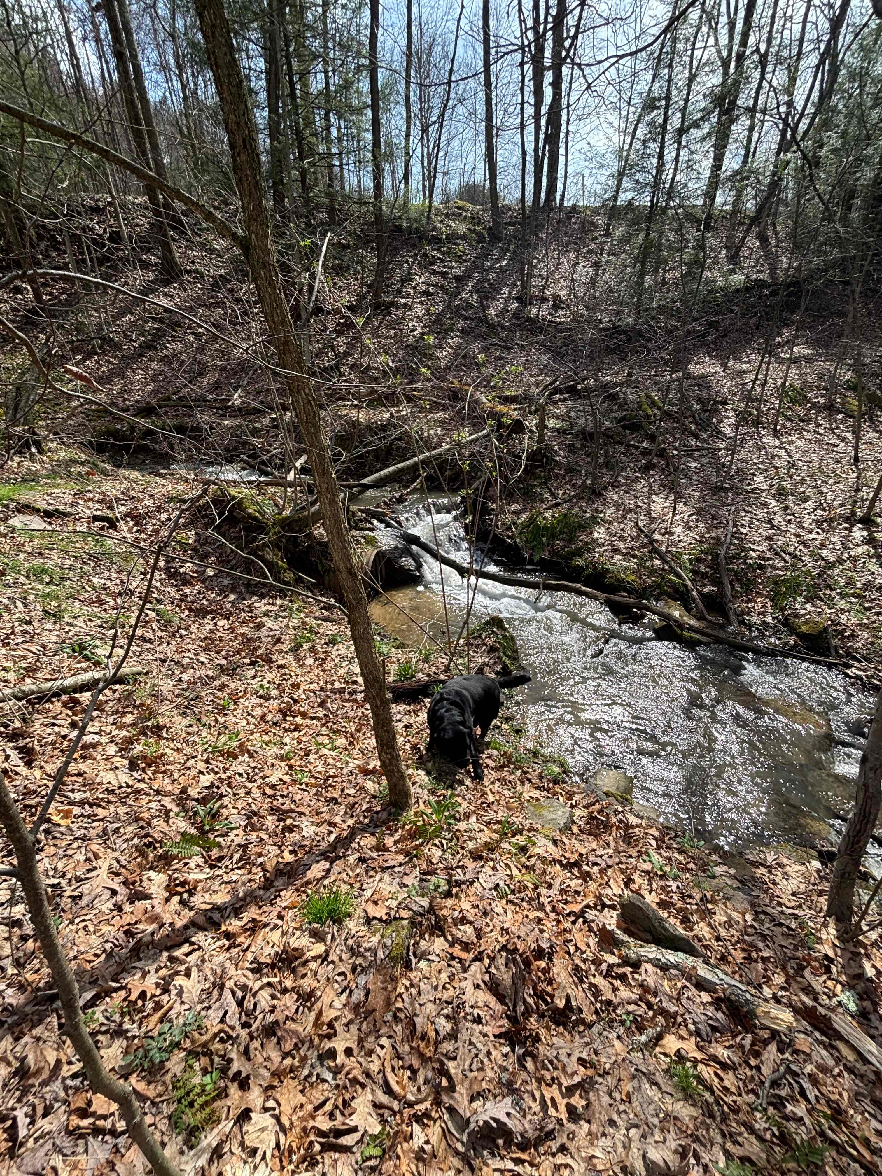 Creek at camp site 