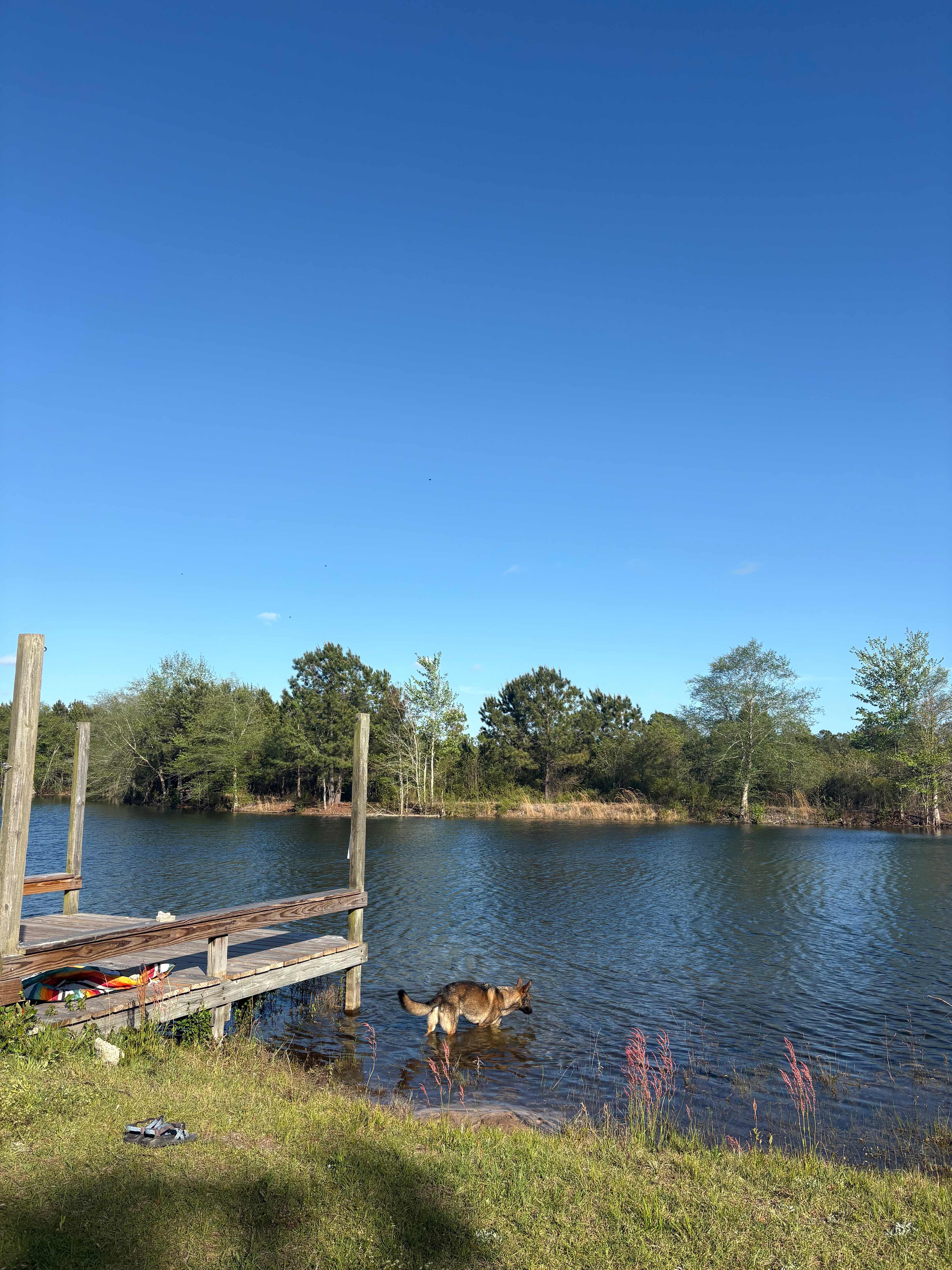 The Pine Tree Retreat