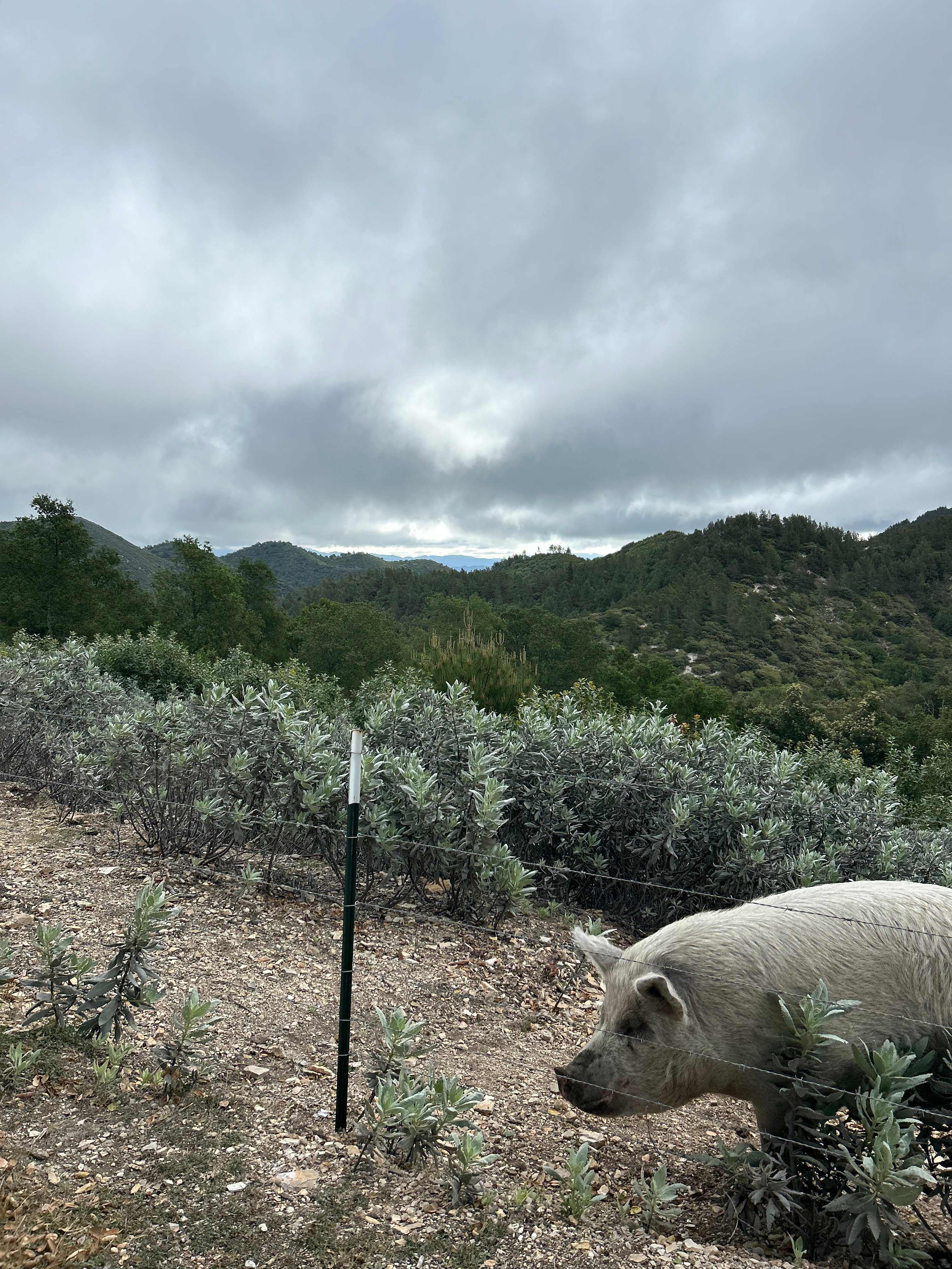 Mt Rancho (FKA La Montaña Ranch)