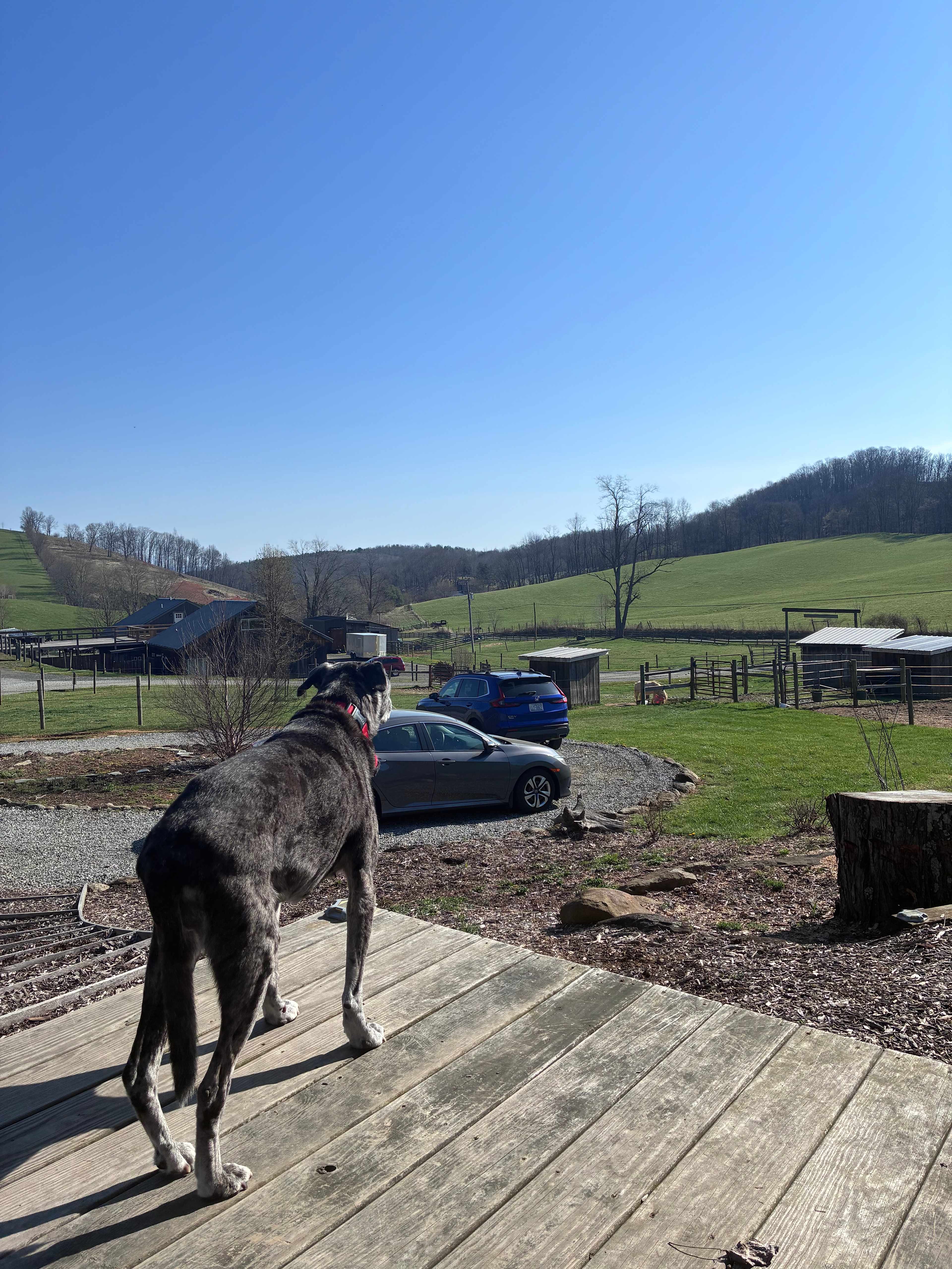 RugbyCreek Pet Friendly Rentals