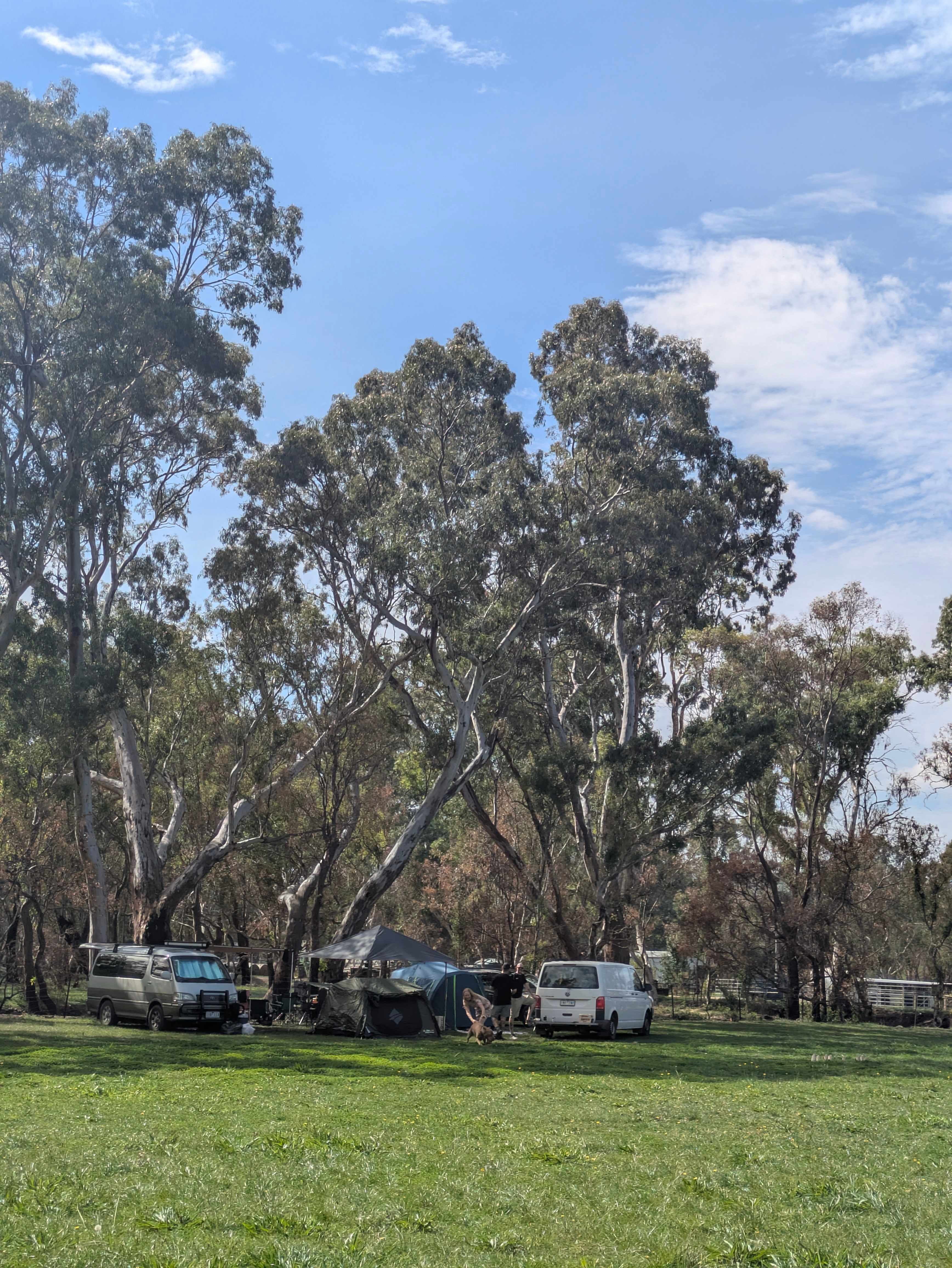 Trees for perfect shade