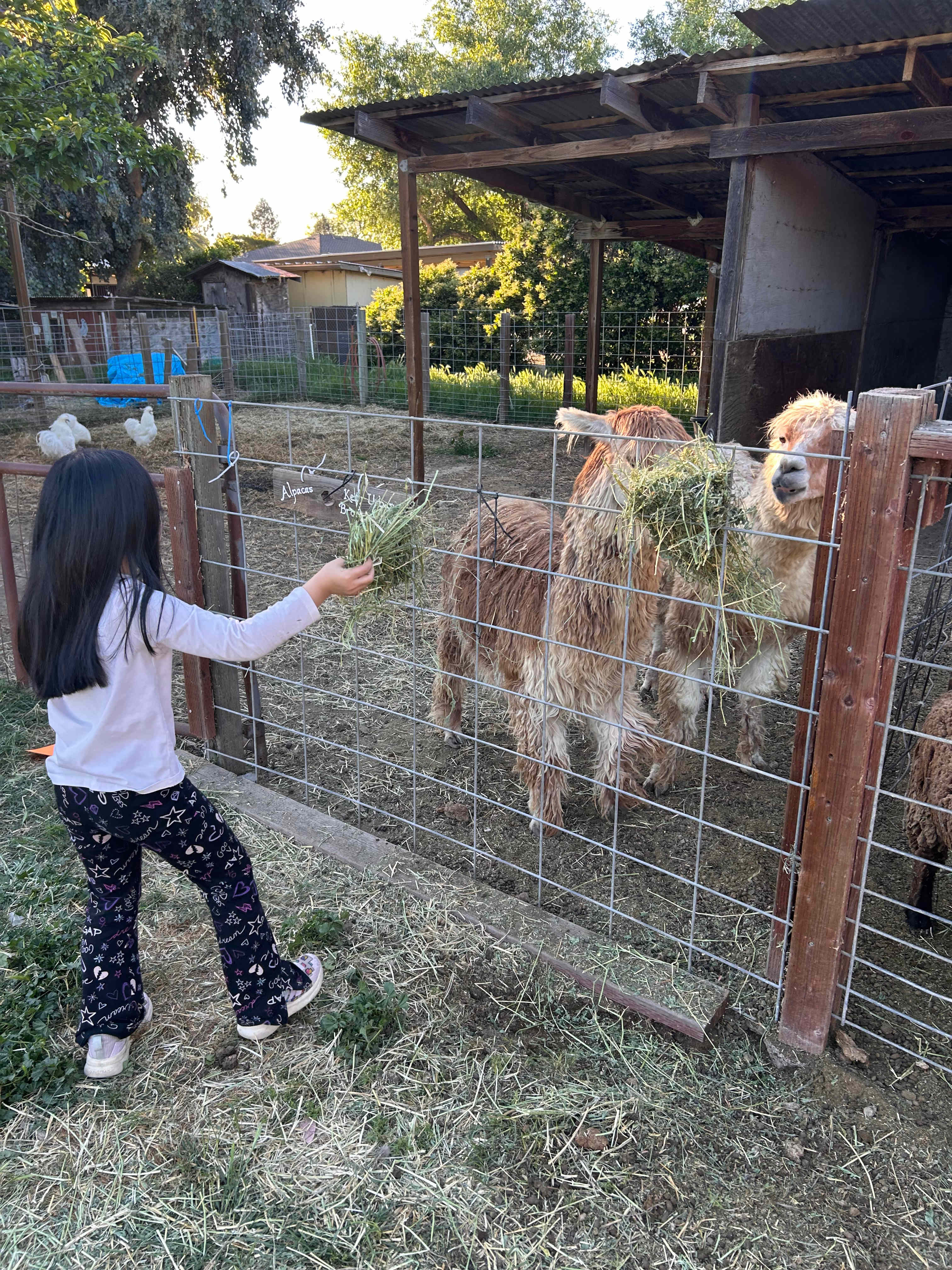 Windsor Family Farm