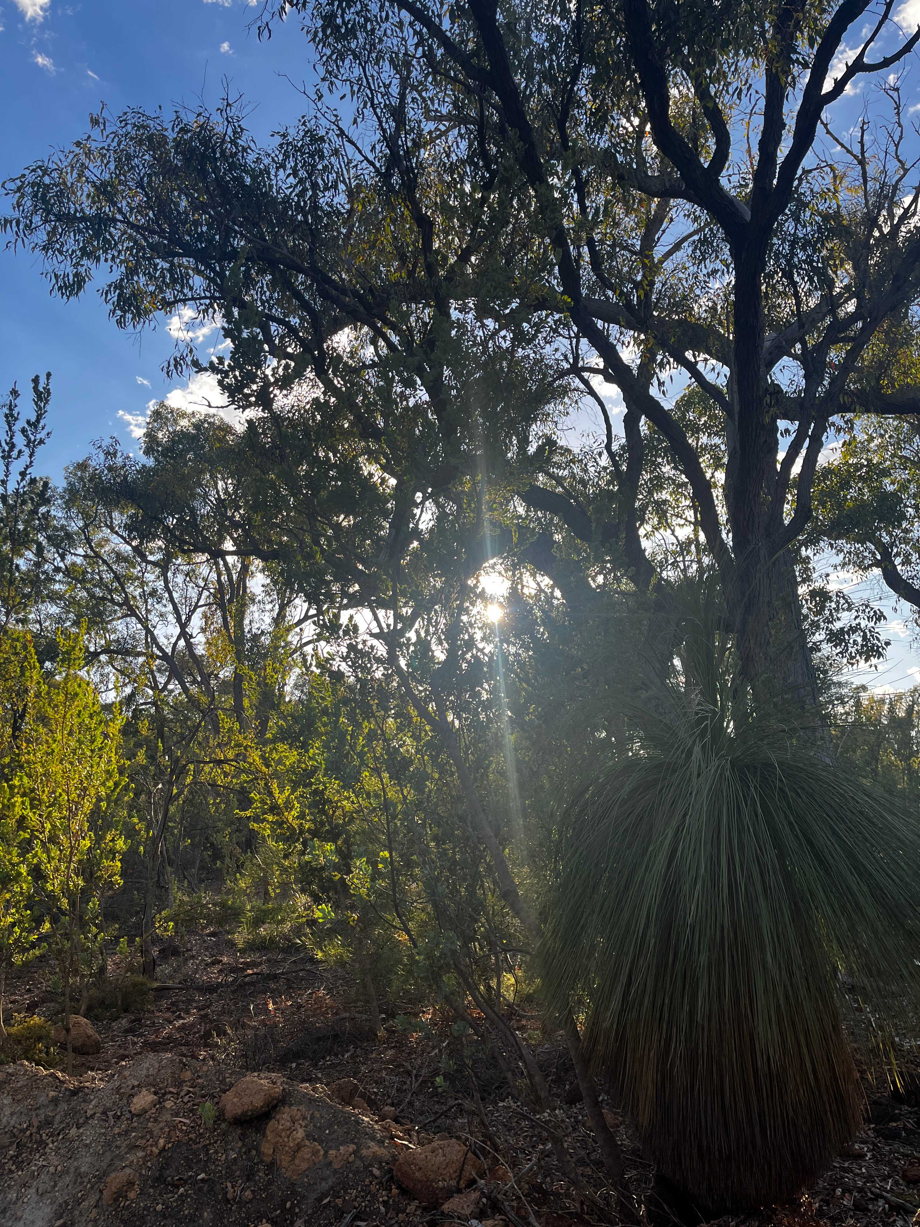 Evergreen Bush Stayz