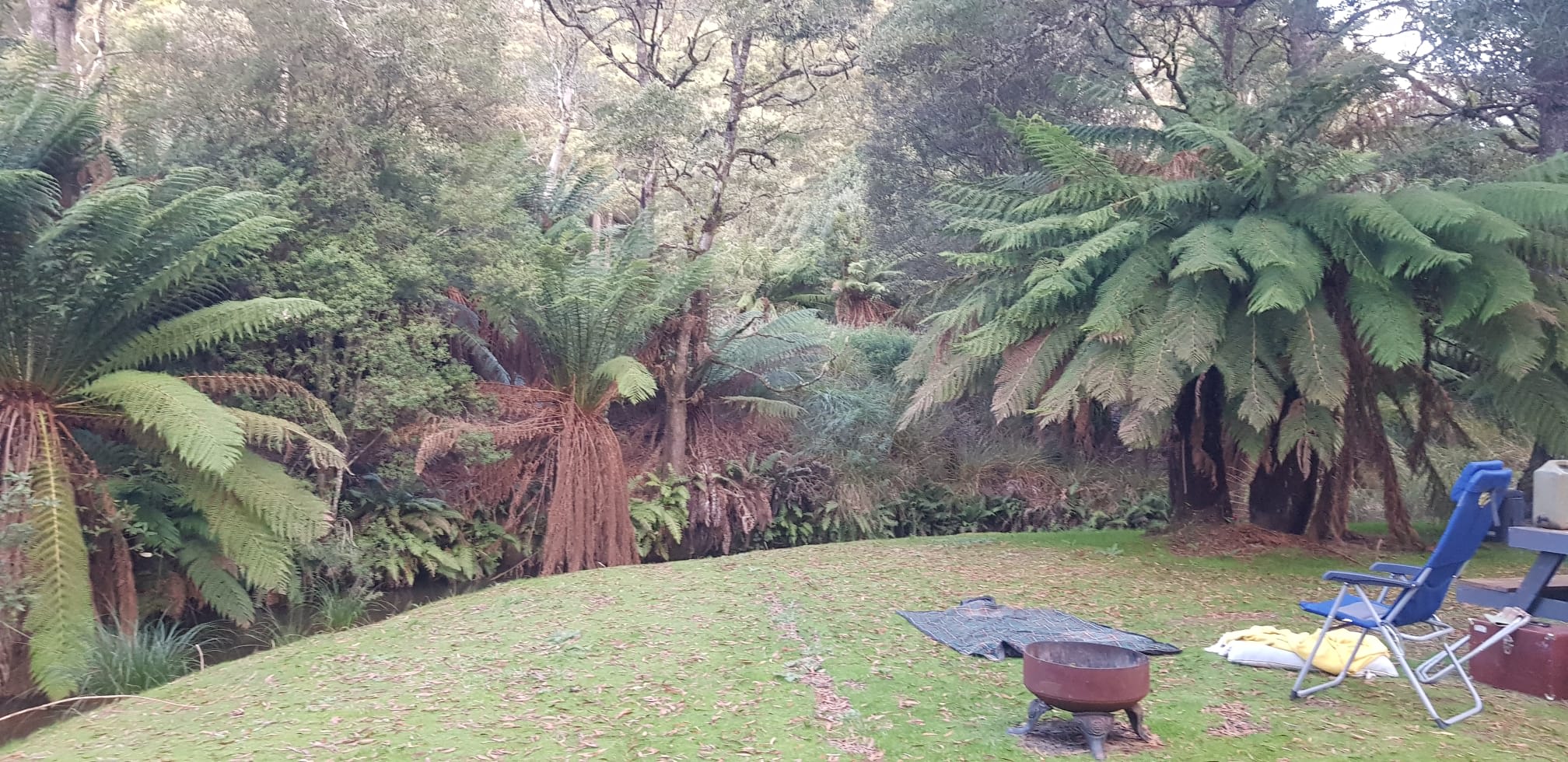 🐞🌿 Ladybug Camping 🌿🐞