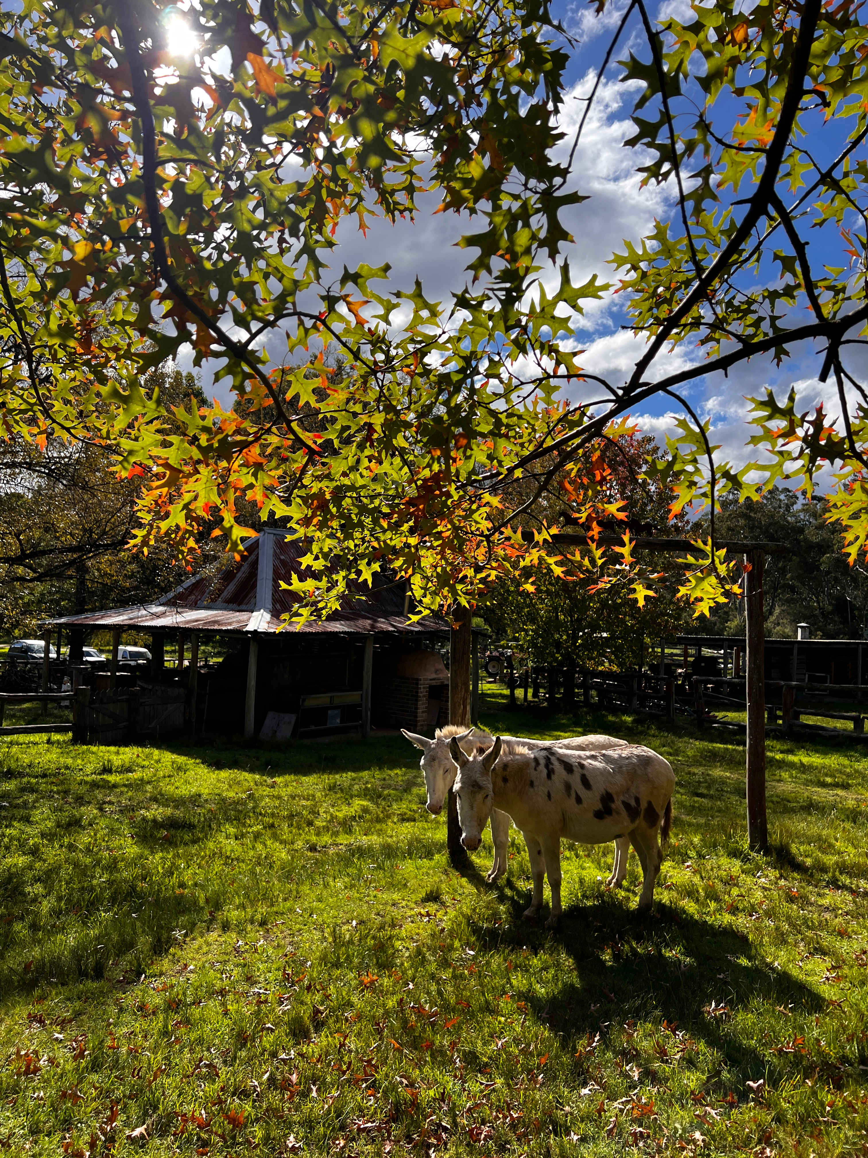 Megalong Valley Farm