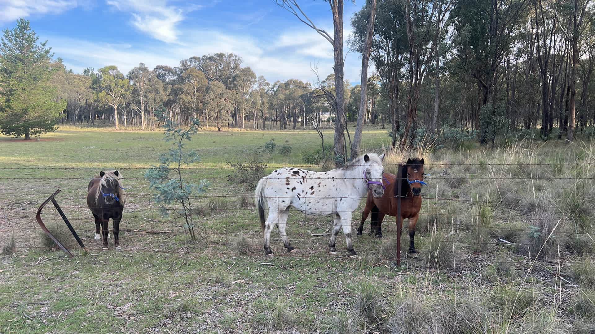 Miranda Springs Farm Stay