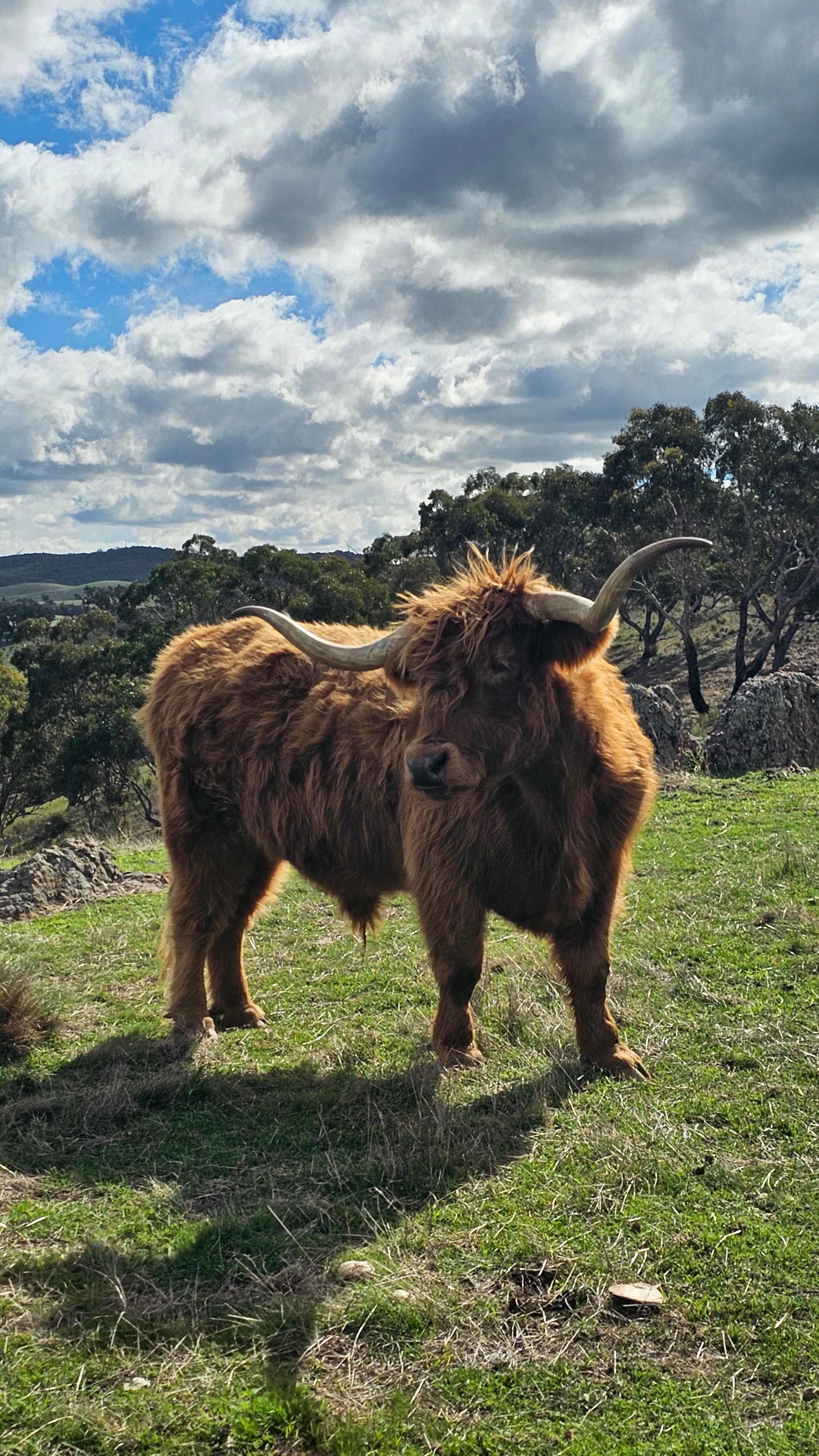 Bunyip Jerrawa
