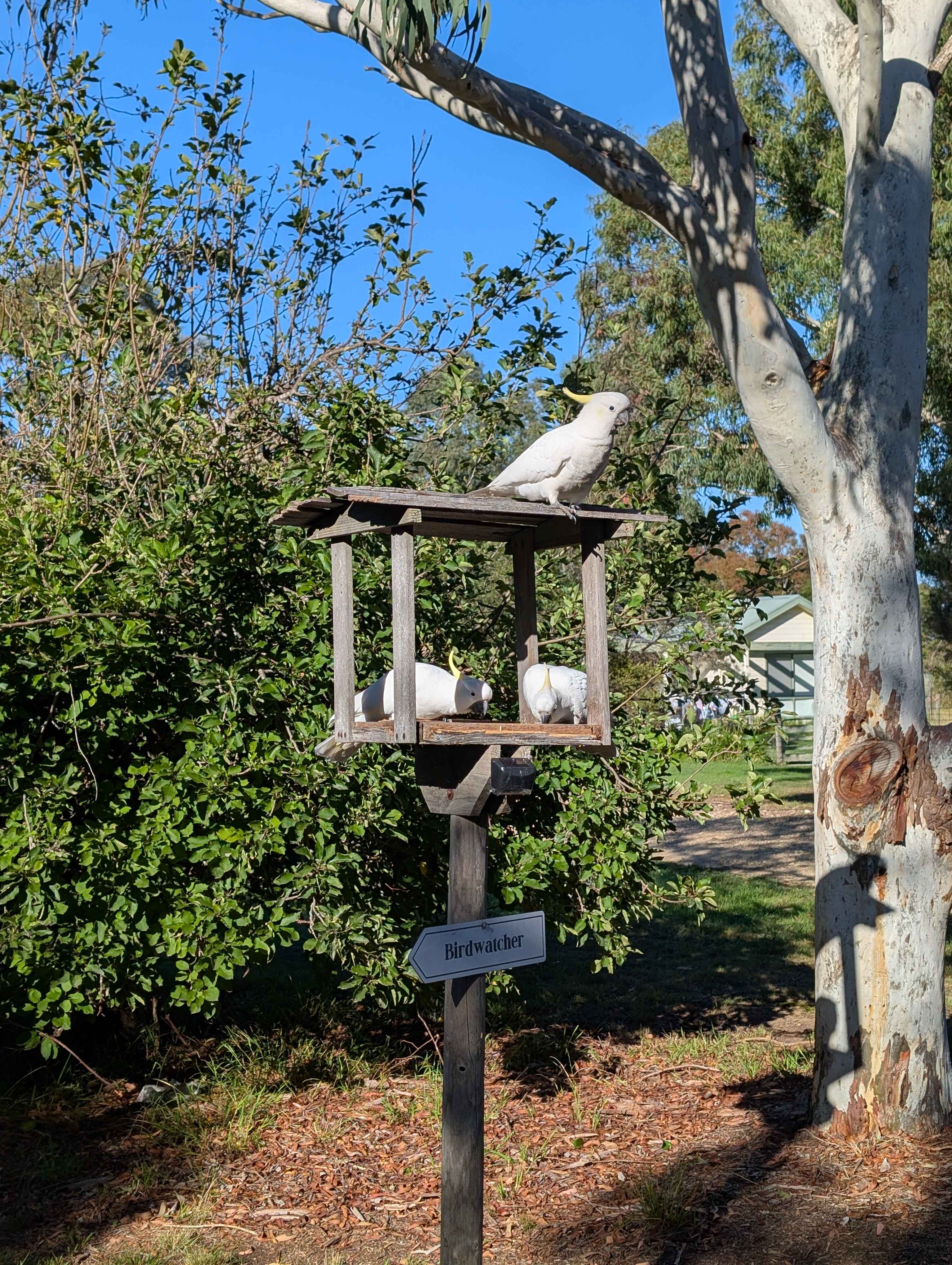 Birdwatcher - Glamping Hideaway