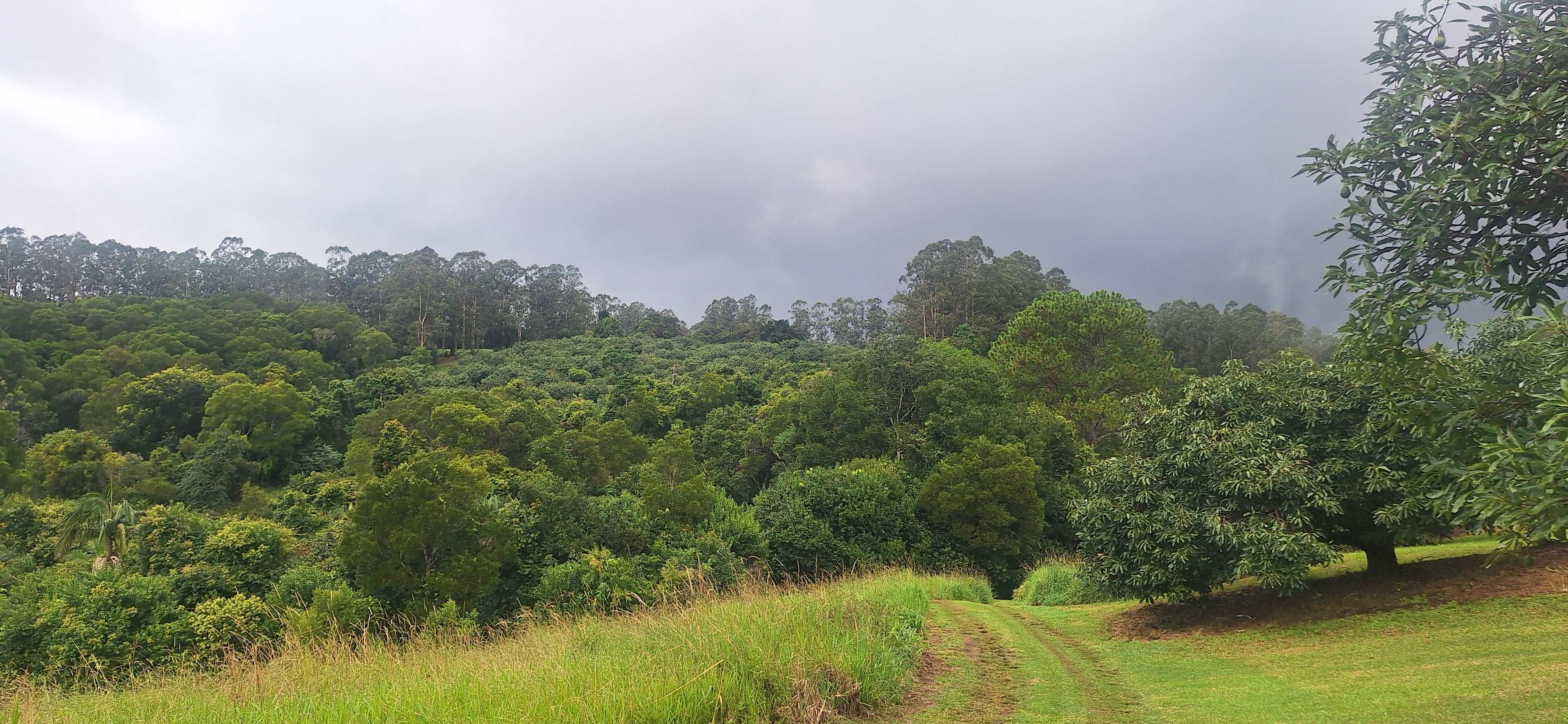 Tremayne - The Old Avocado Farm