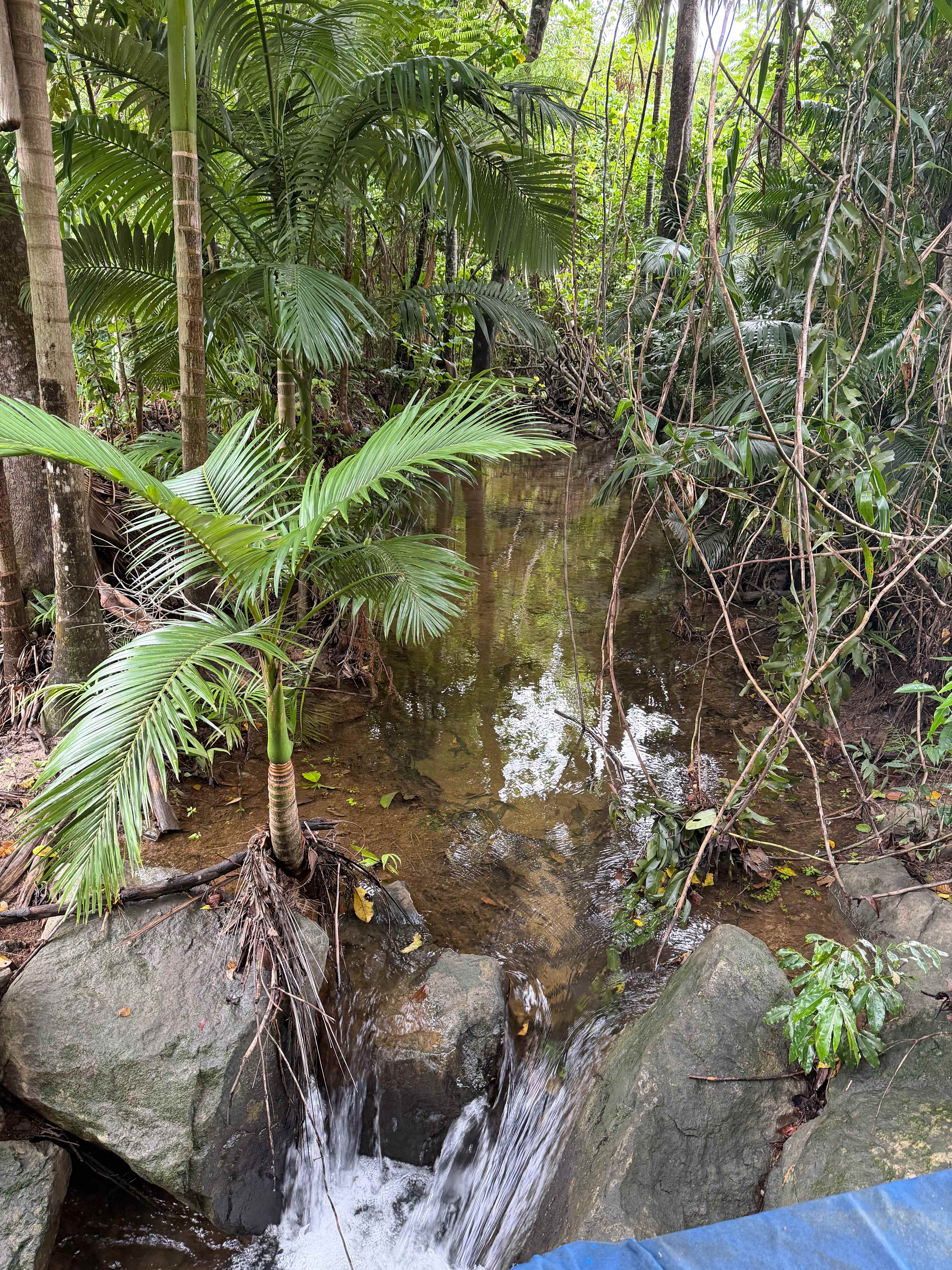 Aloomba Homestead (Tropical Qld)