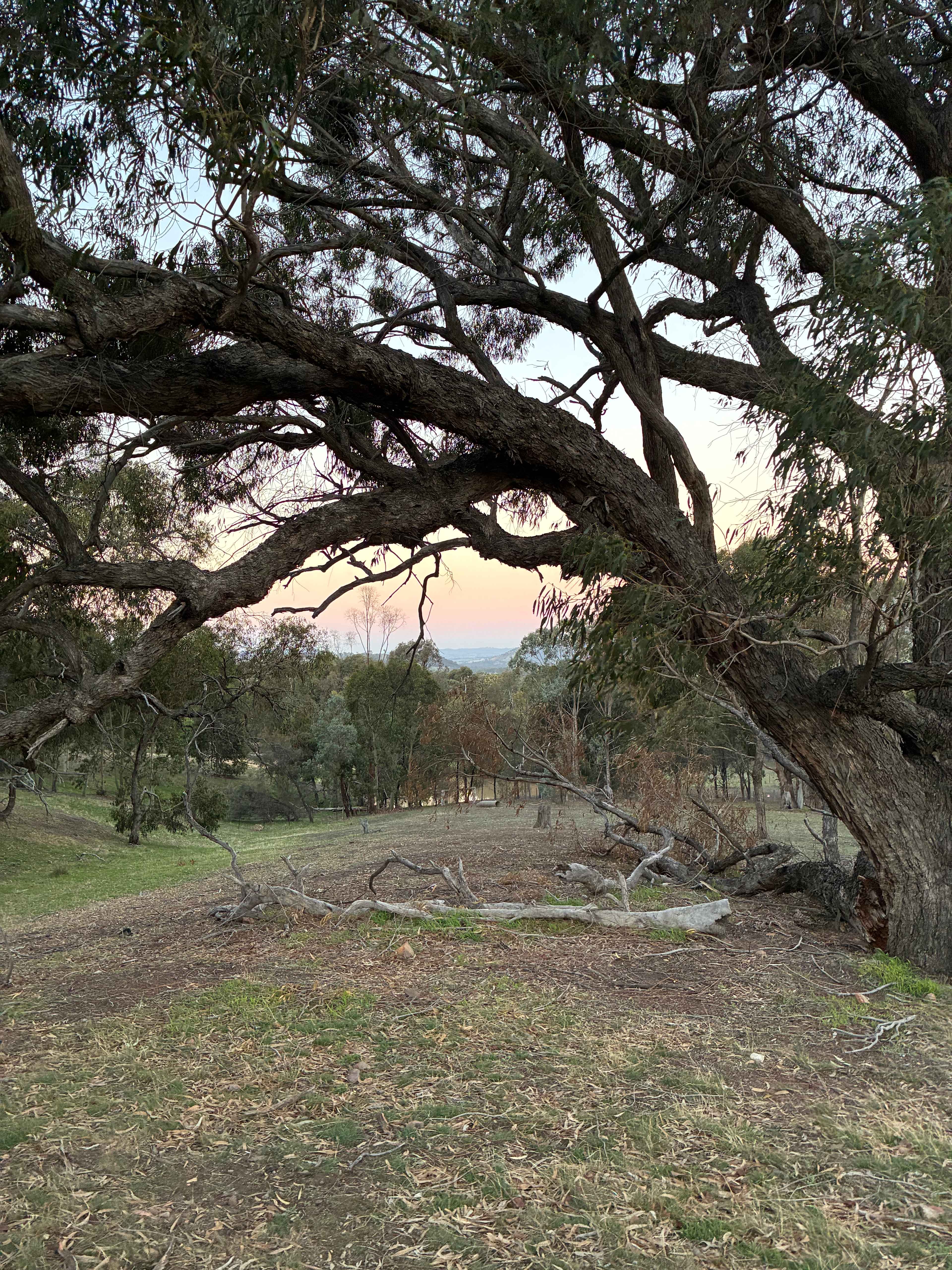 Eden Pines Farm