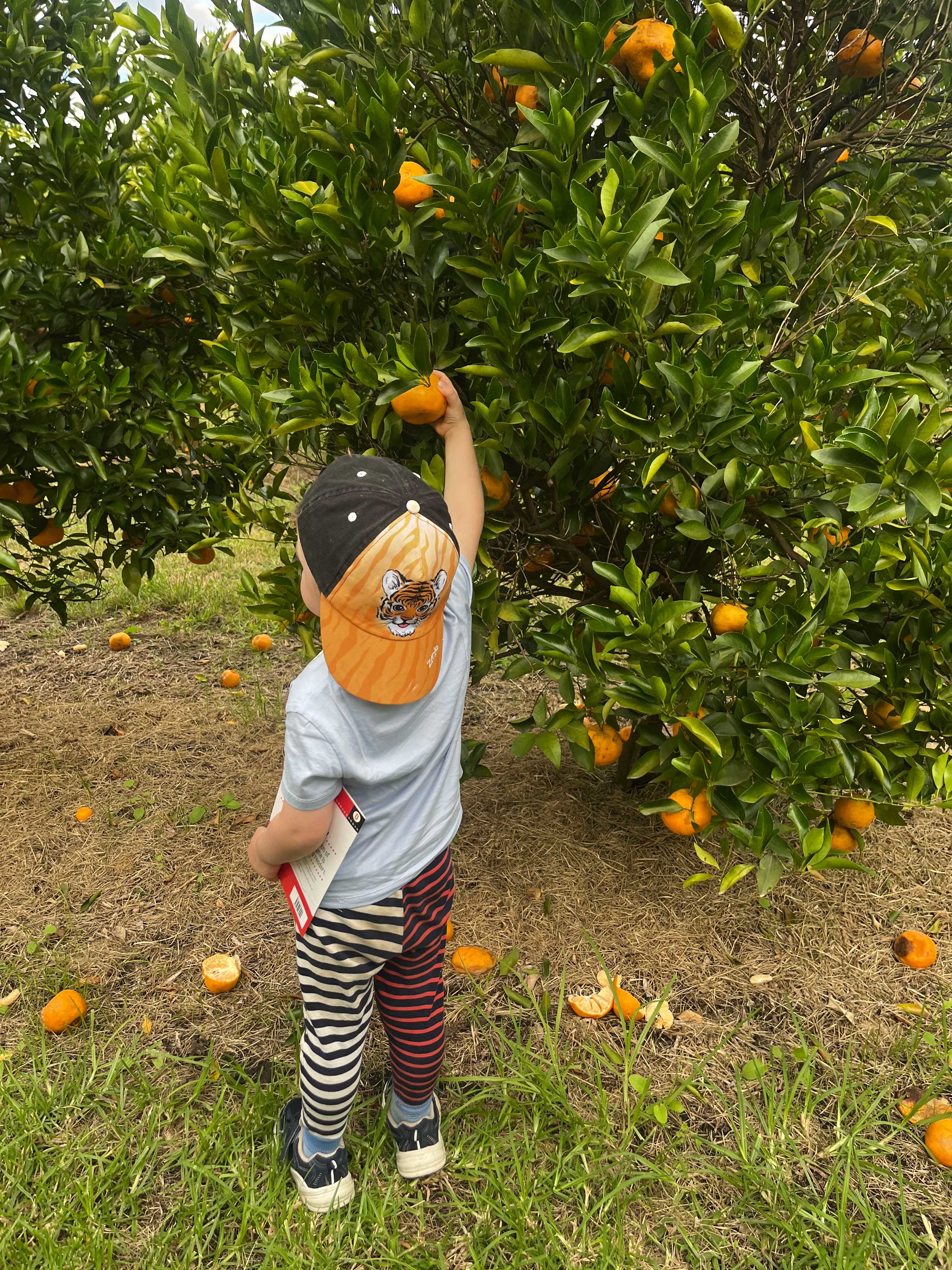 Canoelands Orchard Camping