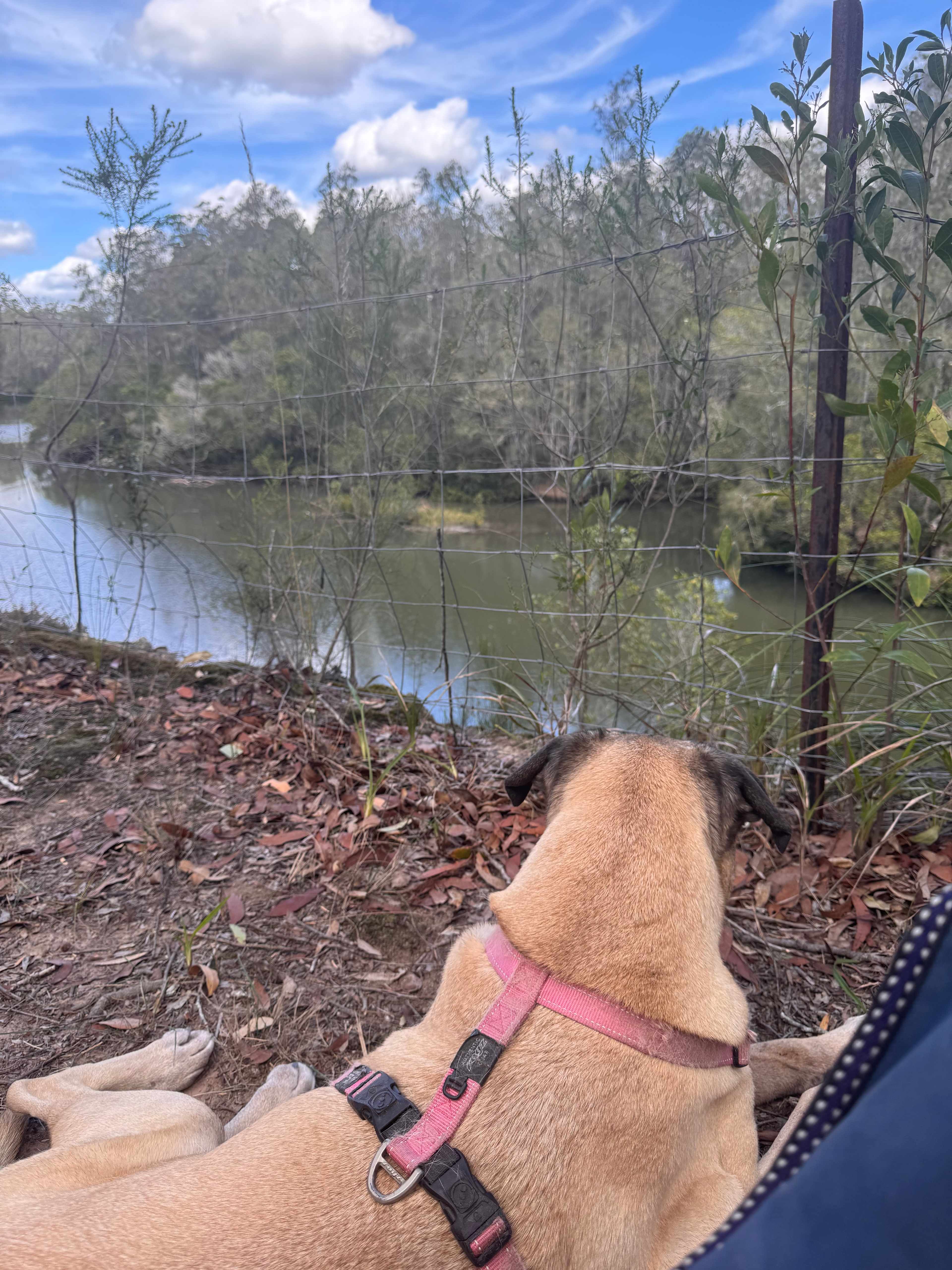 Beautiful view and dog friendly 