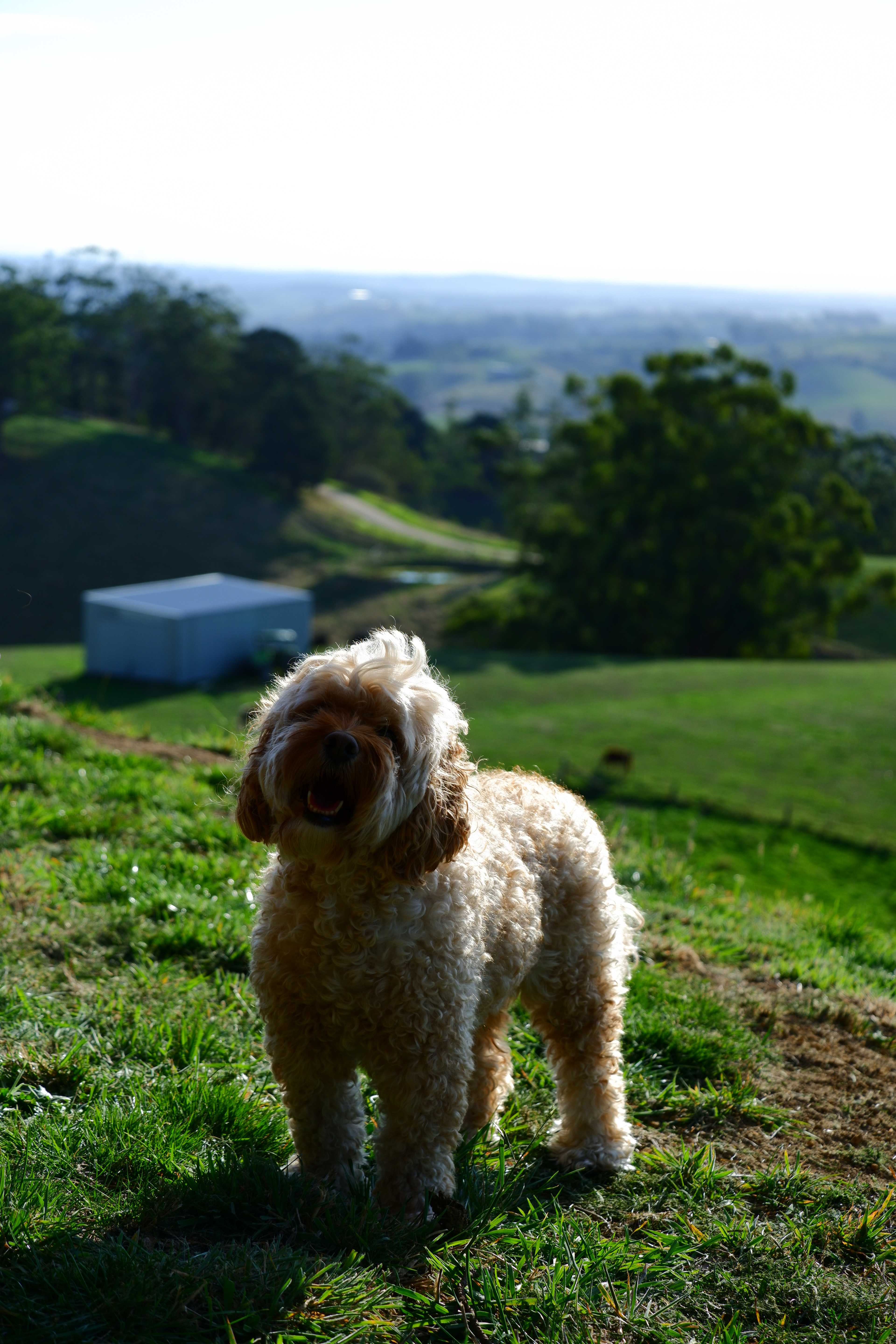 Our dog Toby loved the spot, he was very content