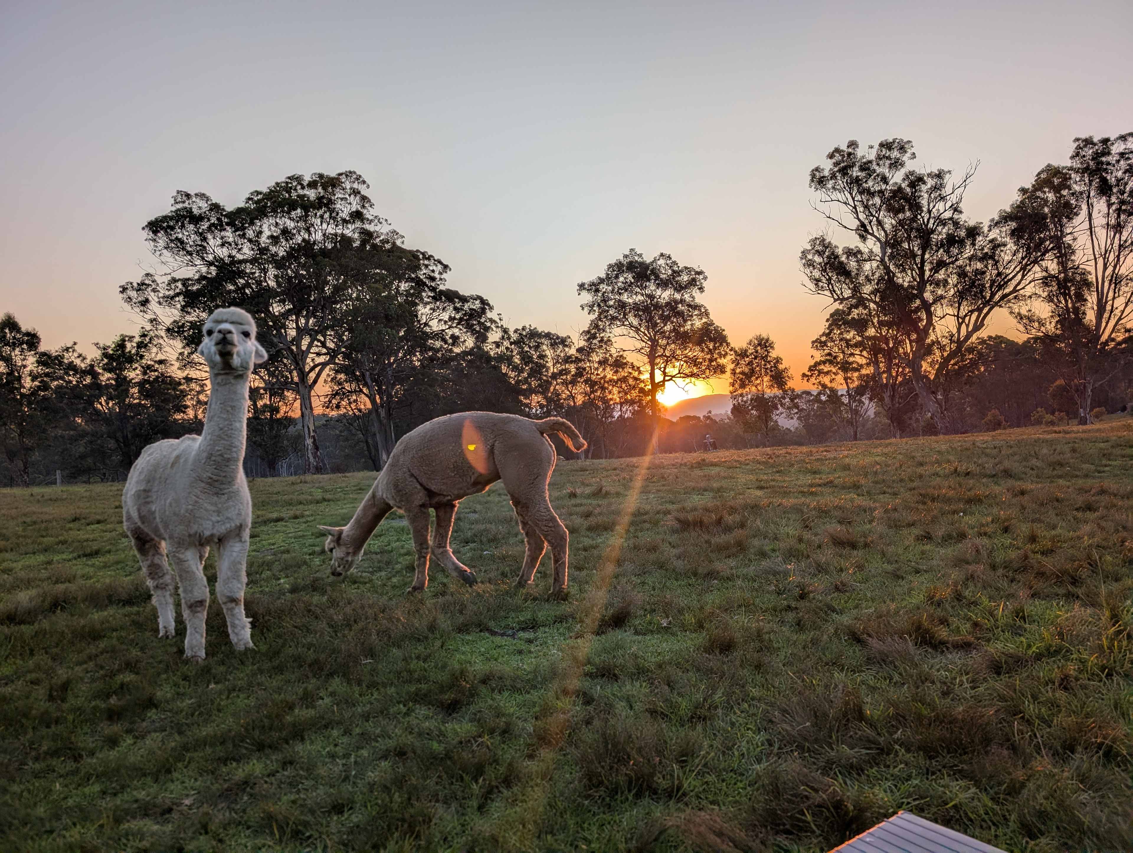 Megalong Valley Farm