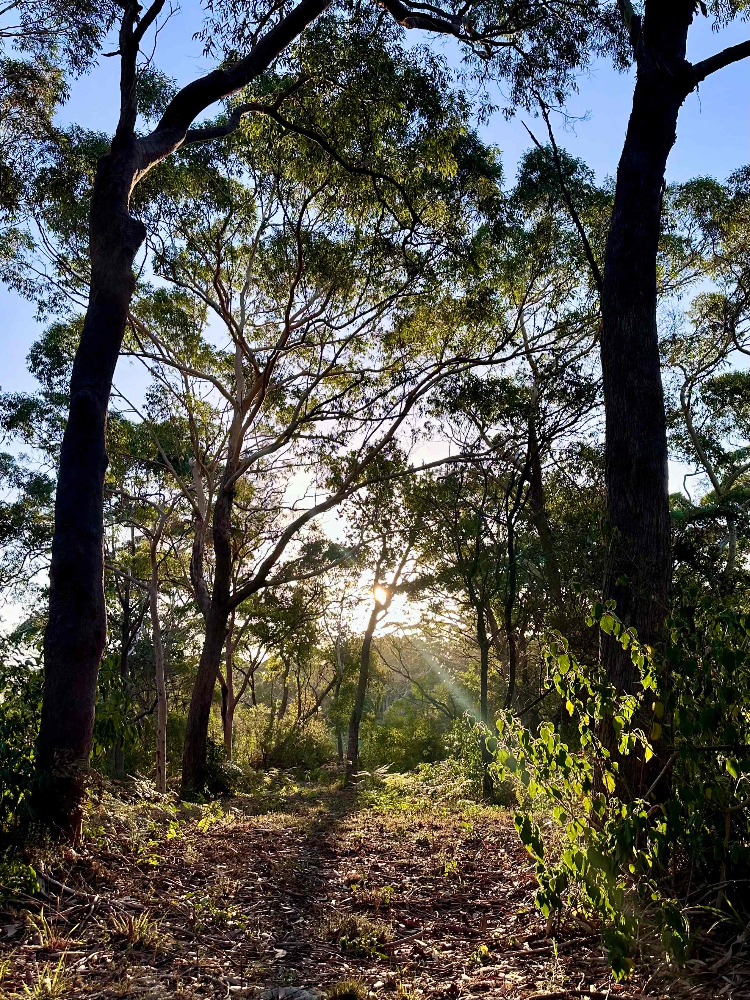 Iggys Haven @ Anna Bay