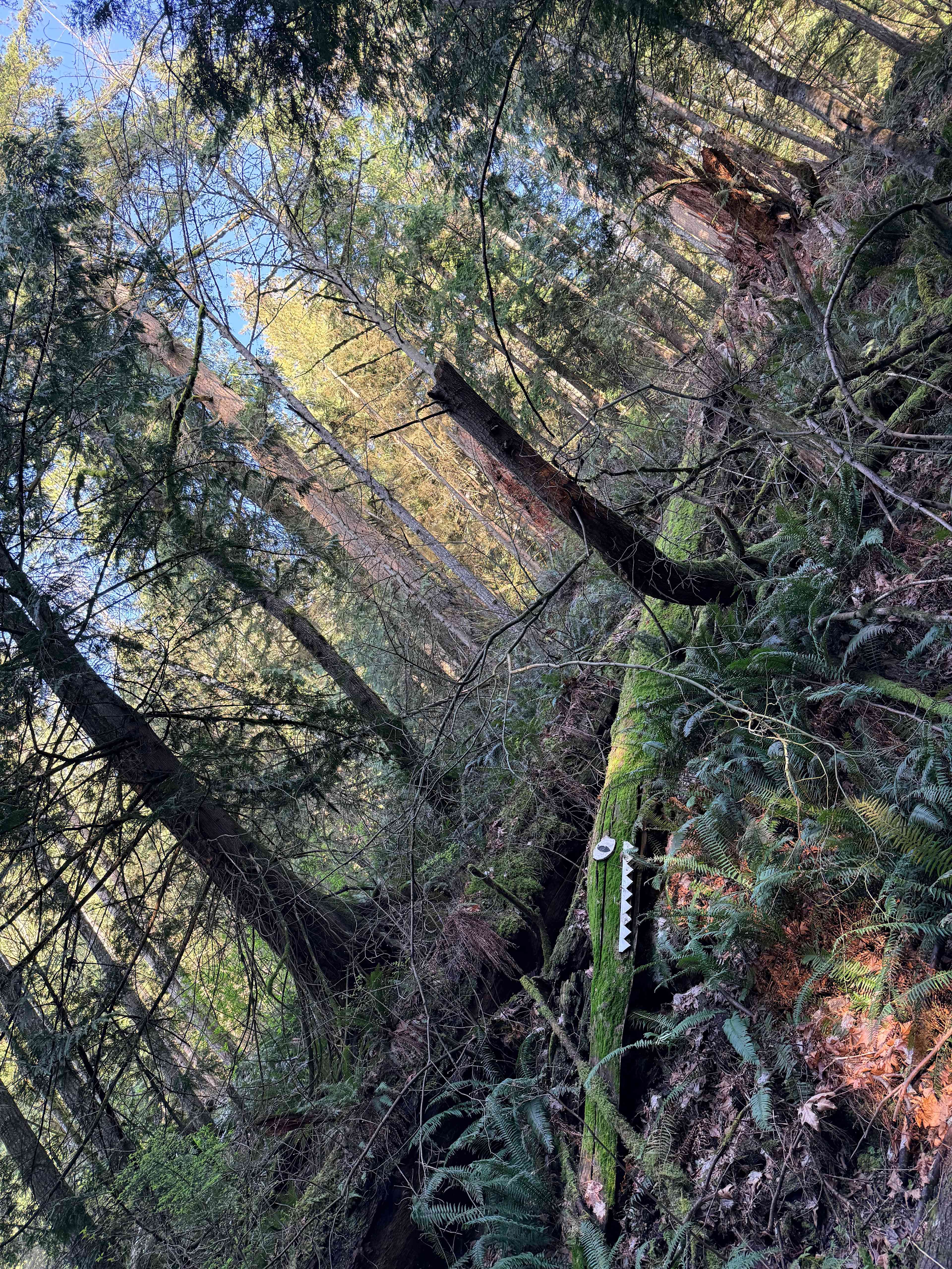 Enchanted forest