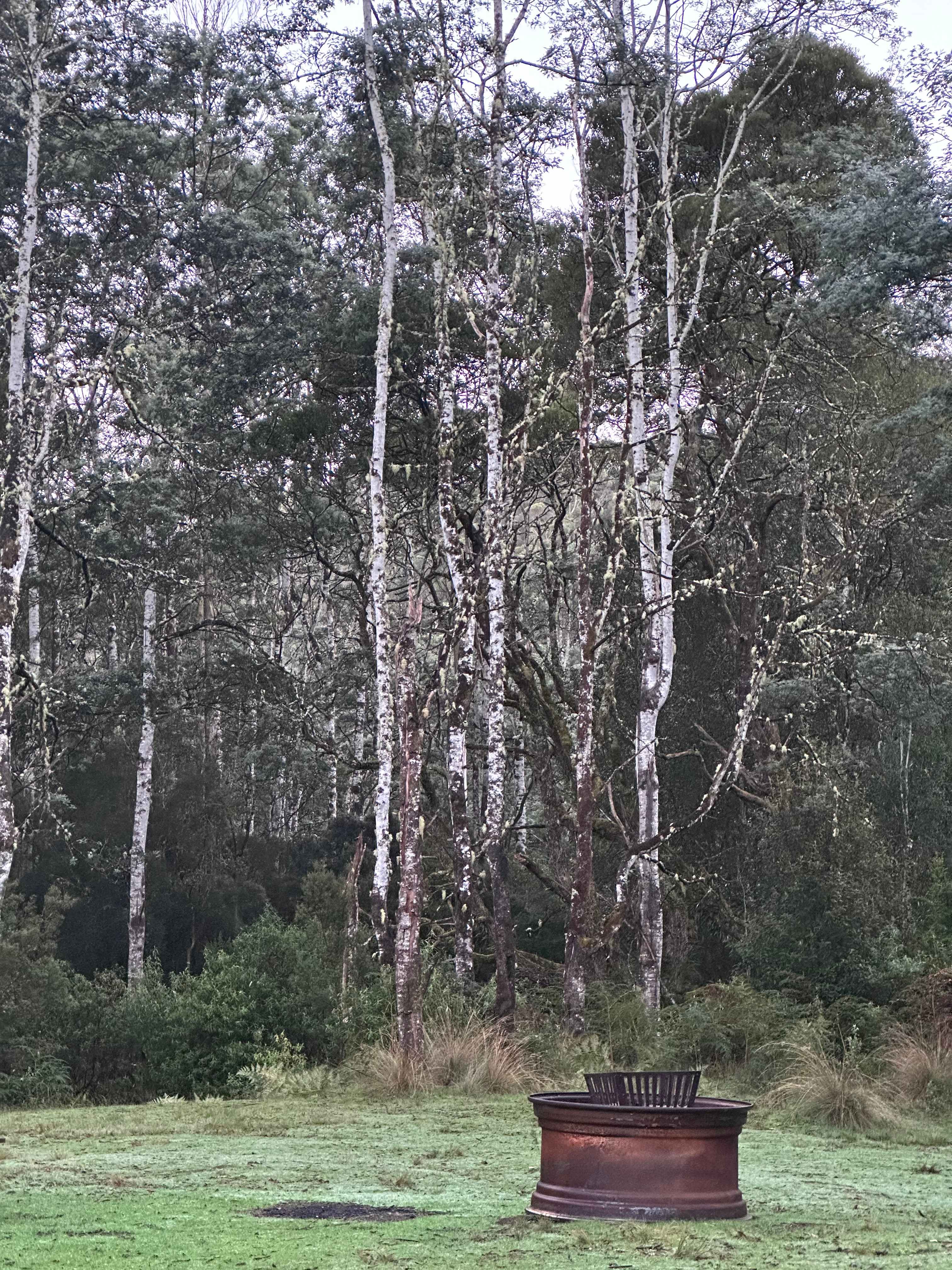 🐞🌿 Ladybug Camping 🌿🐞
