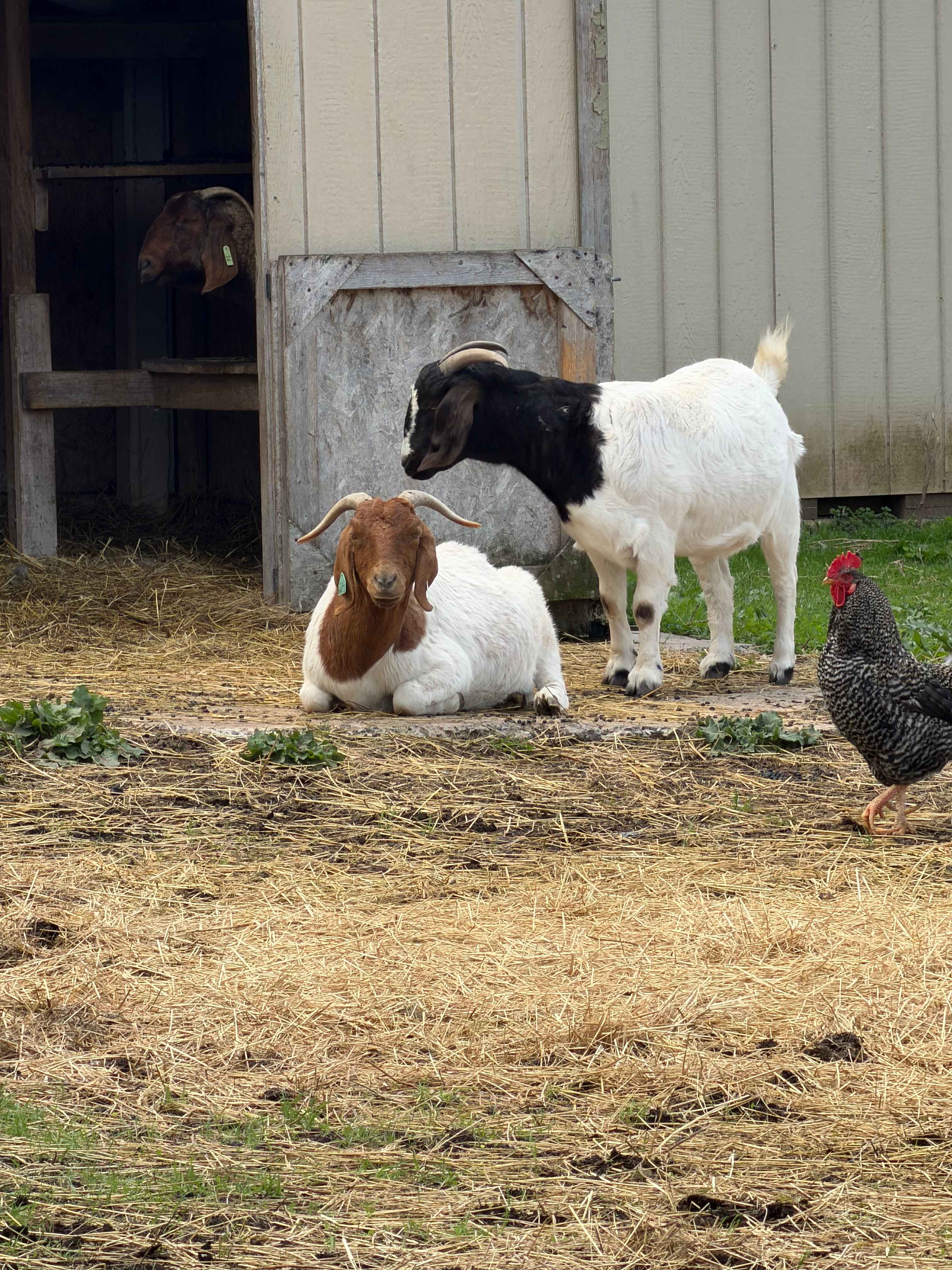 Fiddlers Green Farm