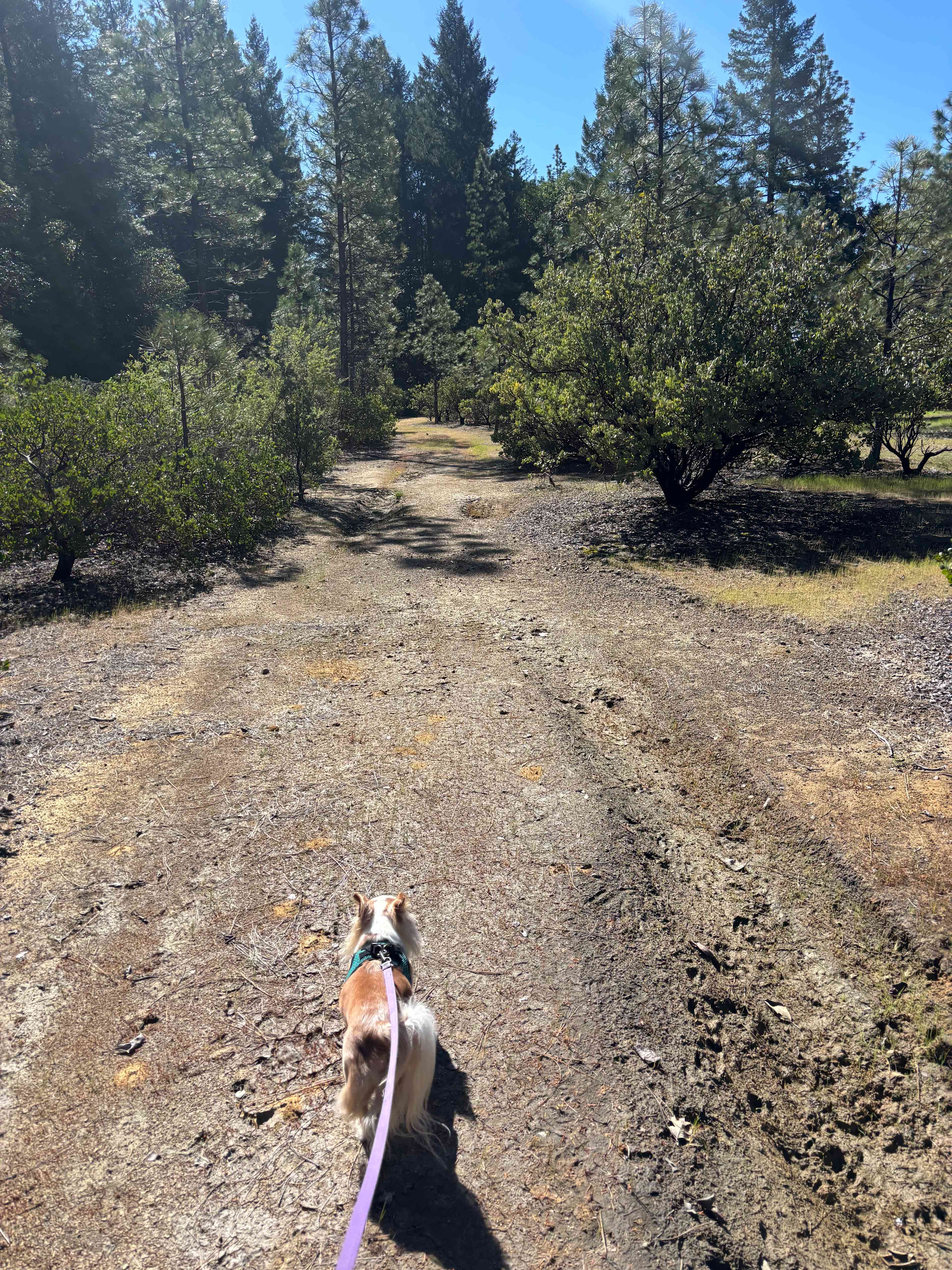 Mendocino Magic