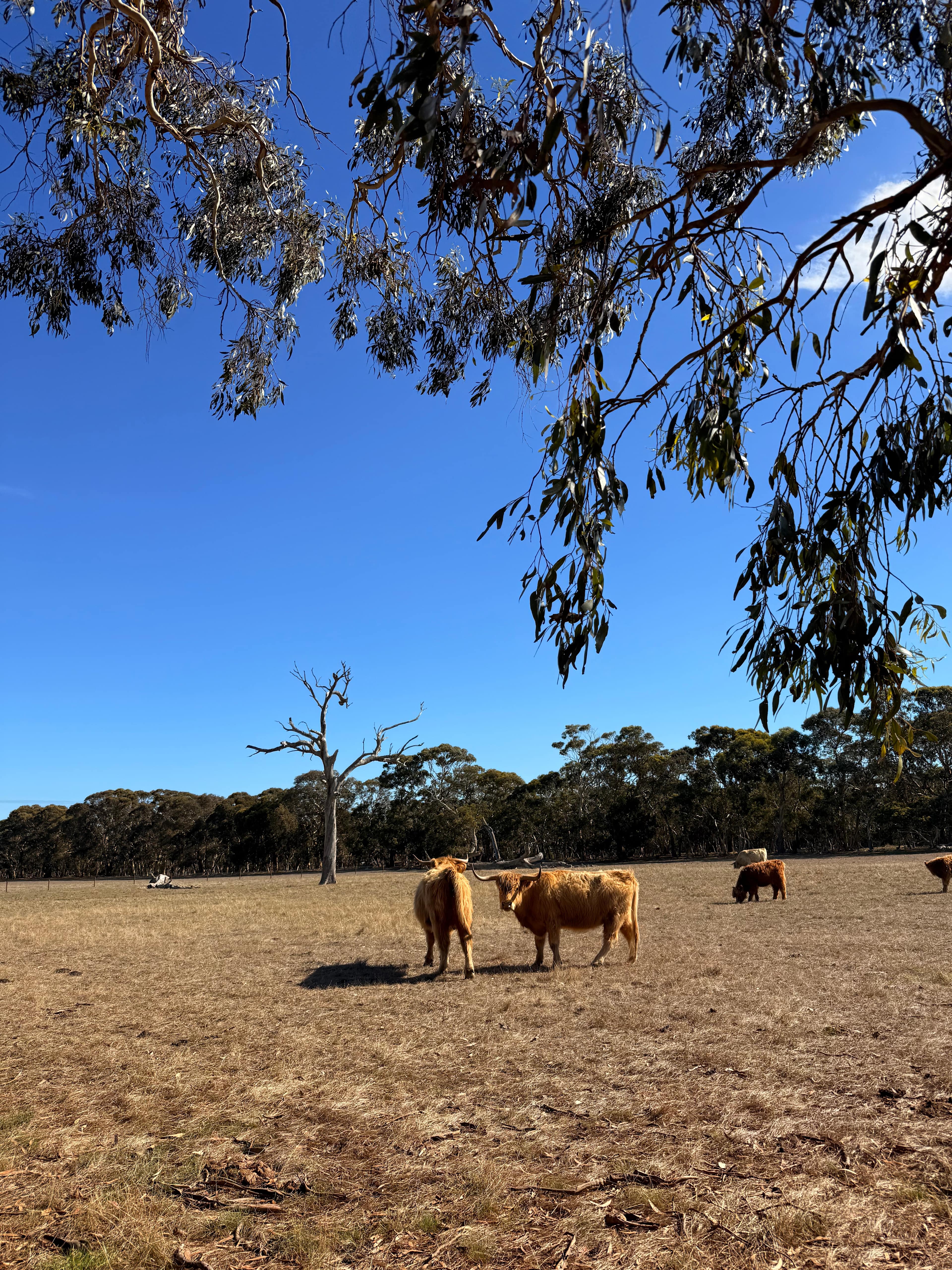 Breakaway Farmstay