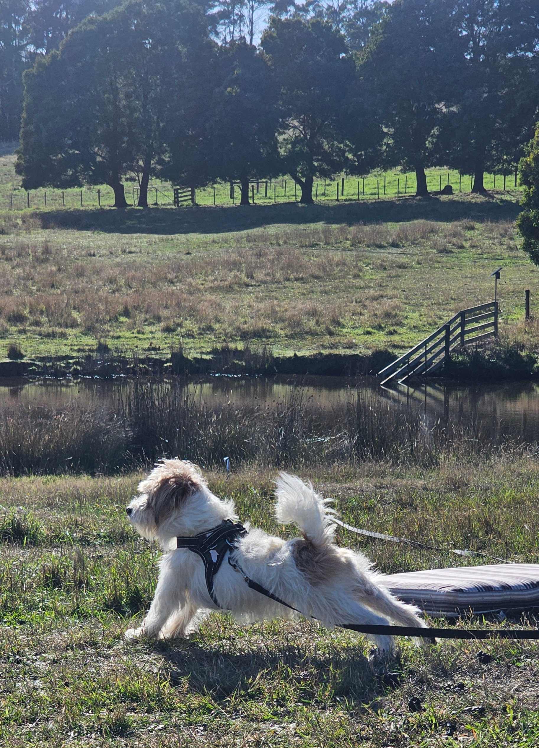 Morning yoga by the dam