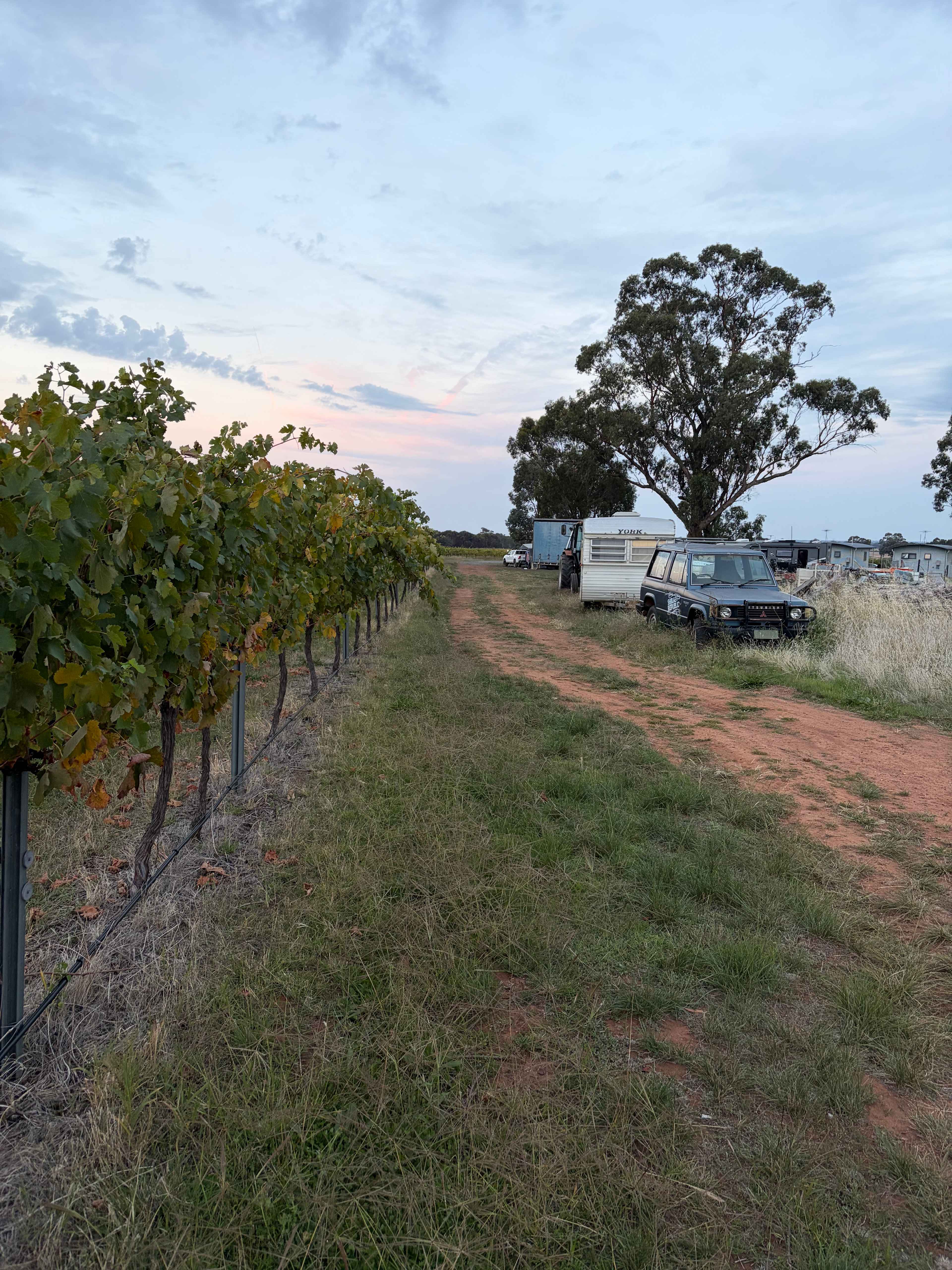 The Shiraz Republic