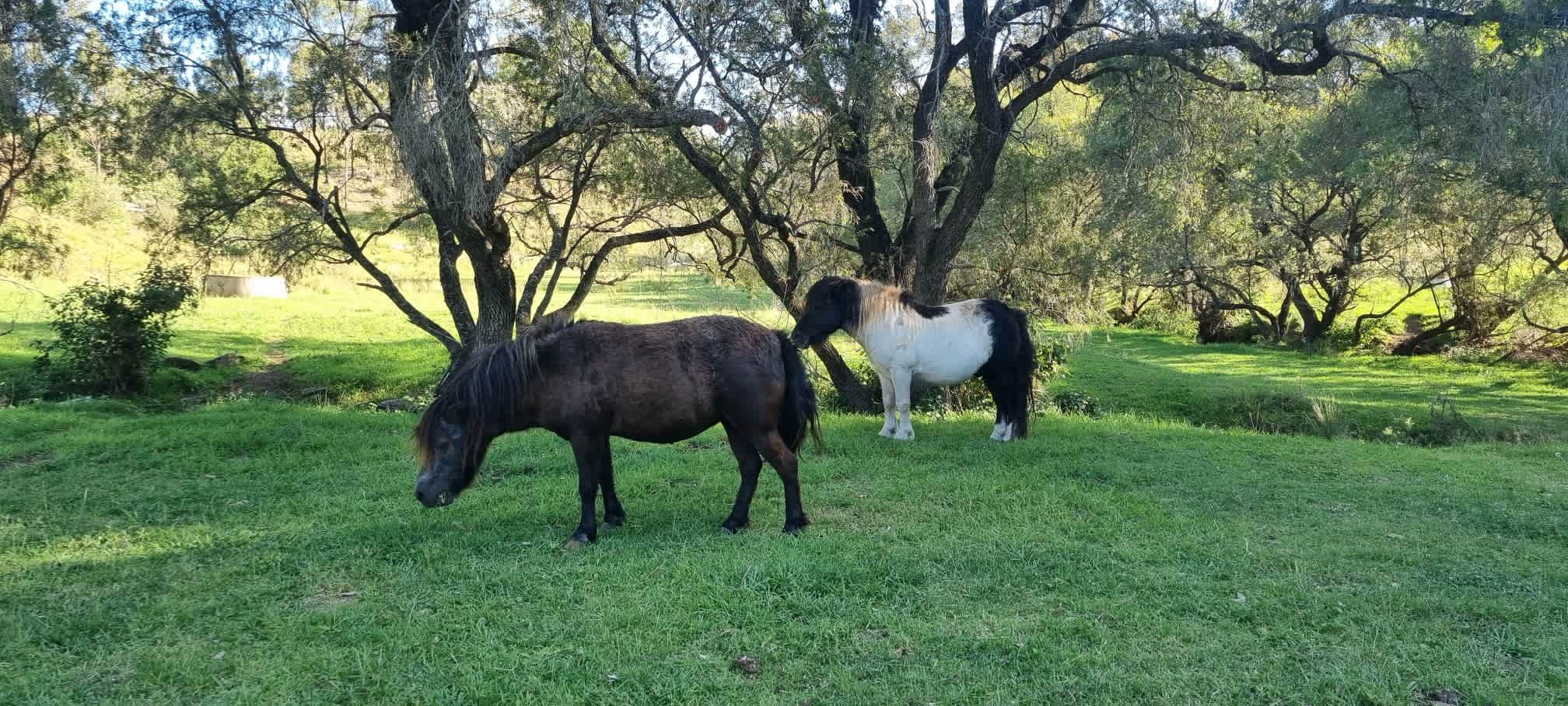 Tinara, 200 acre cattle farm 