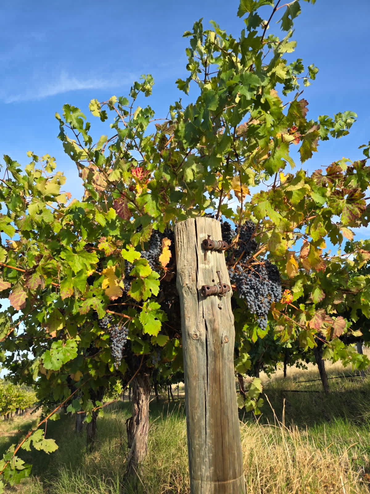 God’s Hill Wines & Ennia Cucina