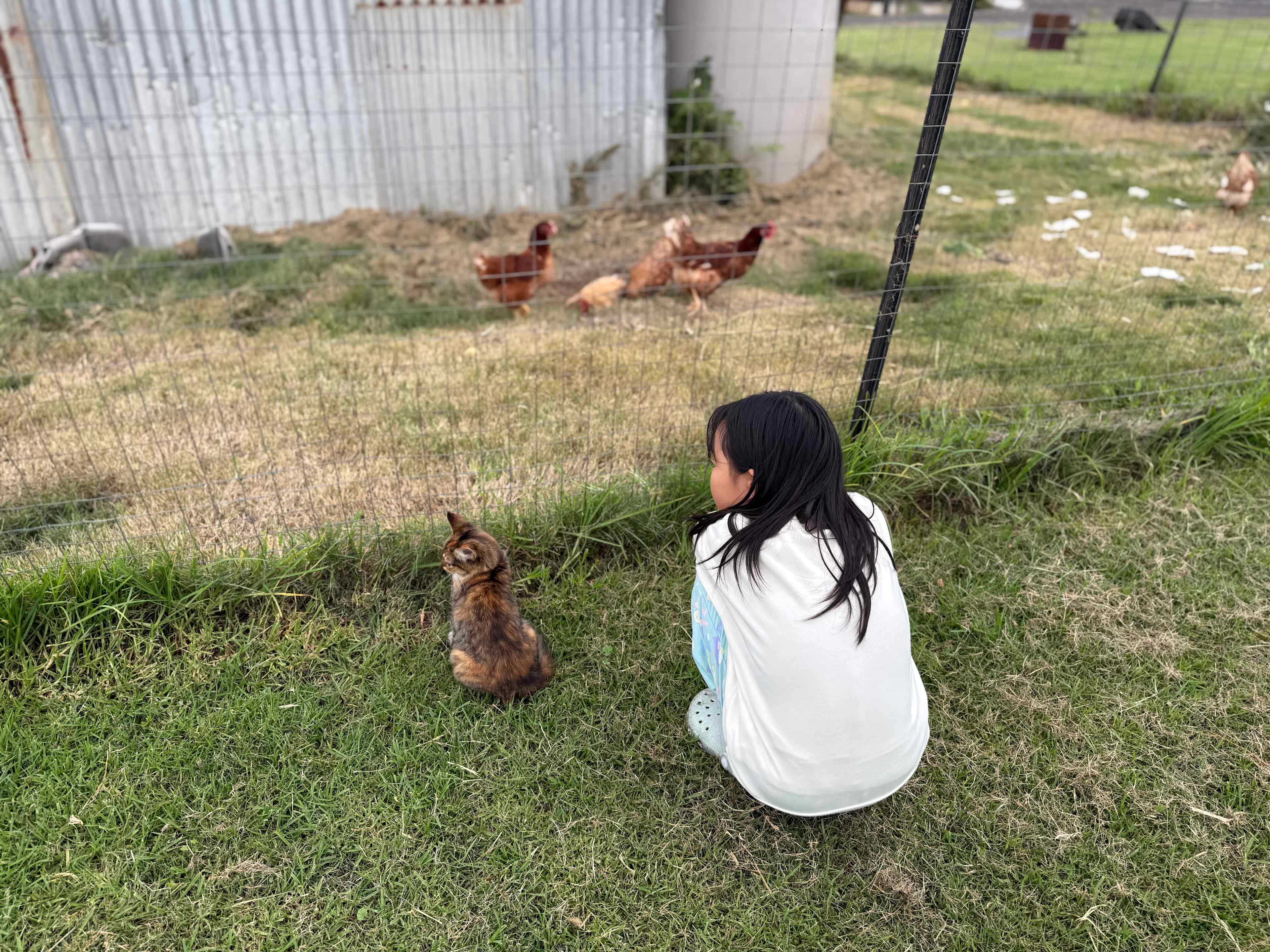 Kitty and chickens