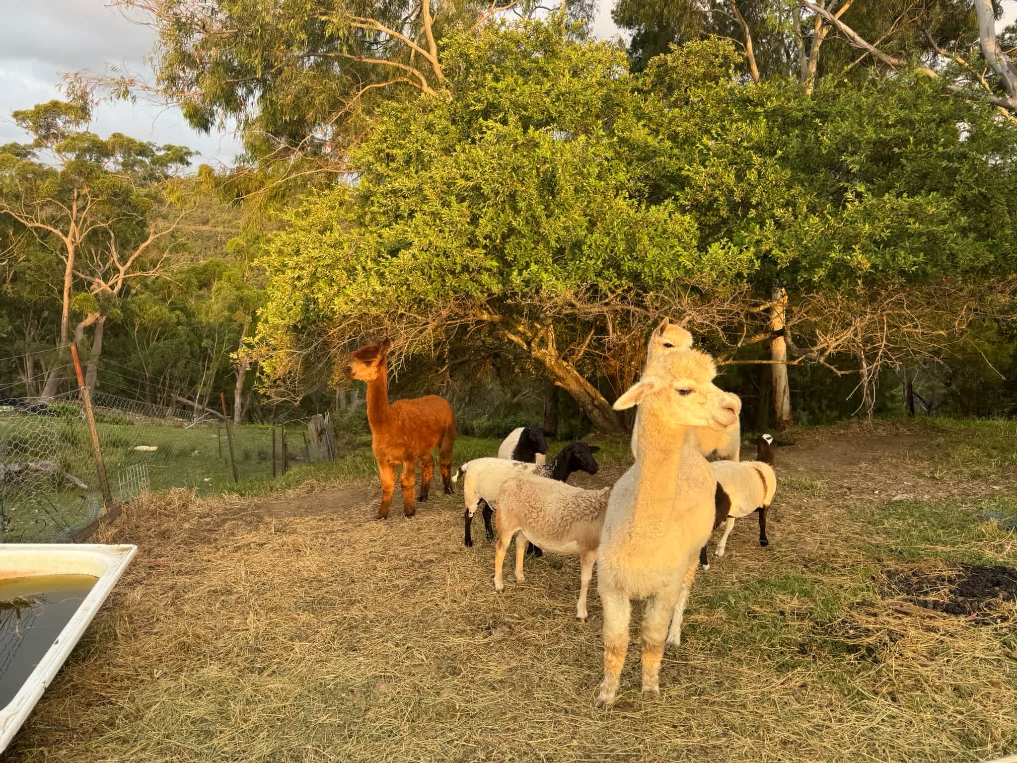 Canoelands Orchard Camping