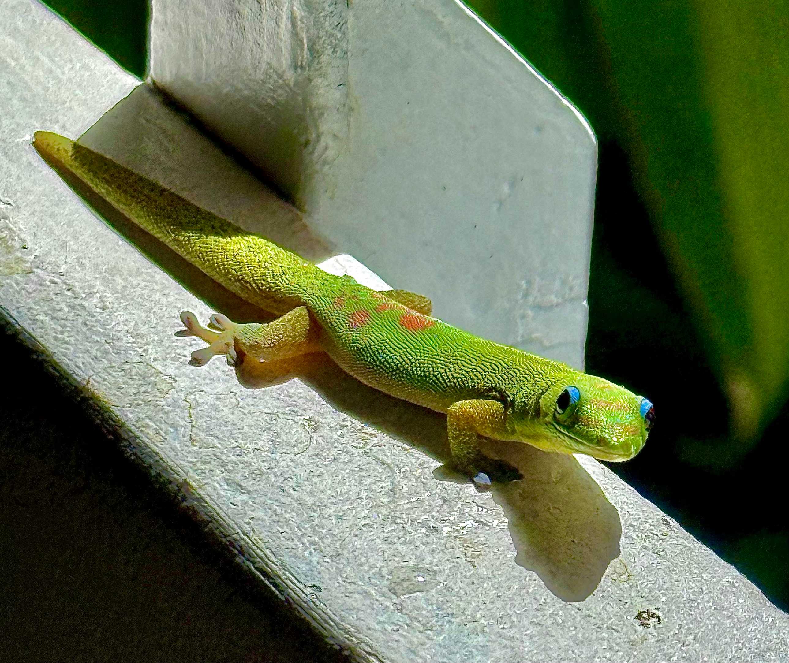 These colorful geckos were all over (but not indoors)