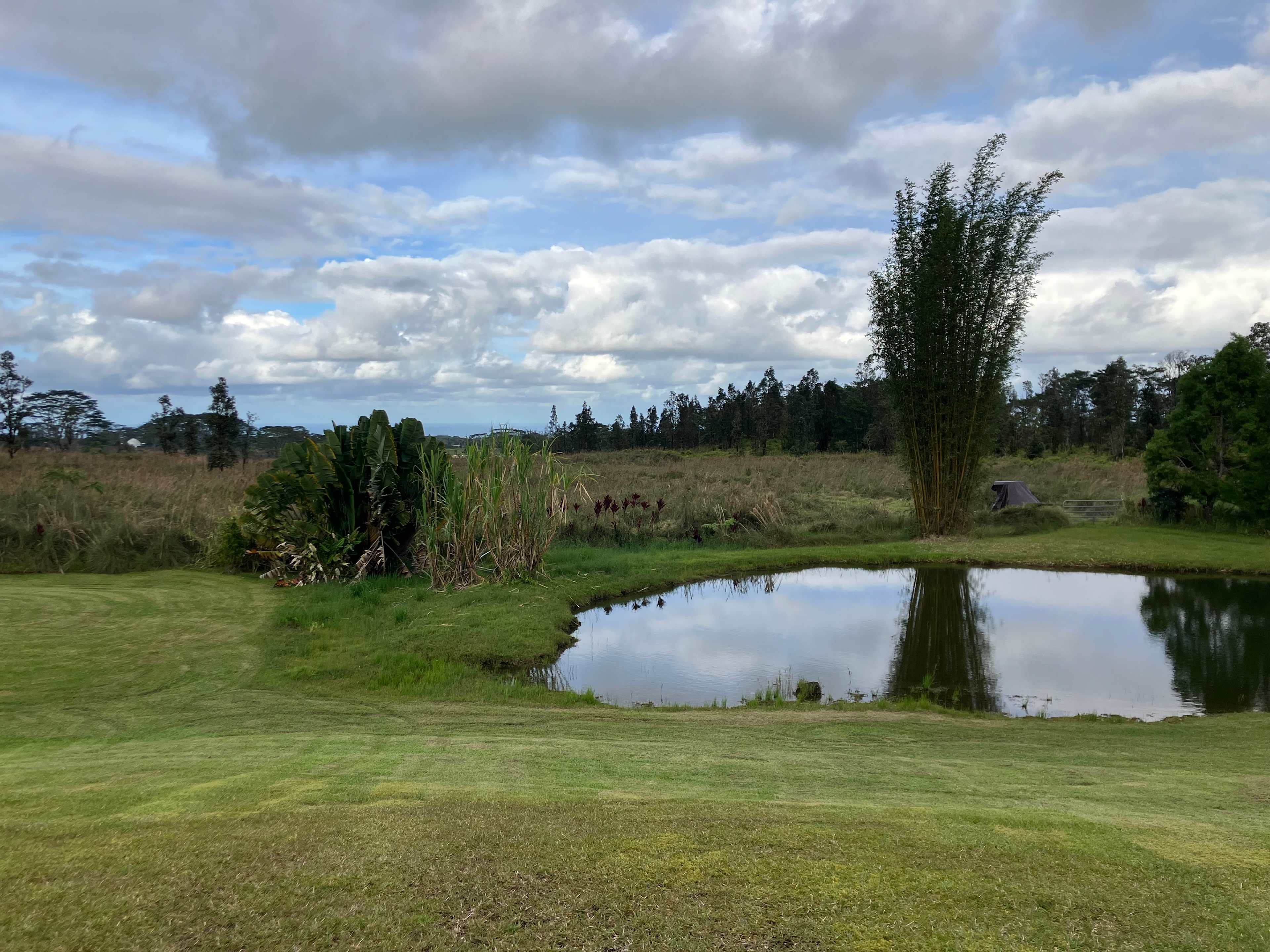 Fish pond