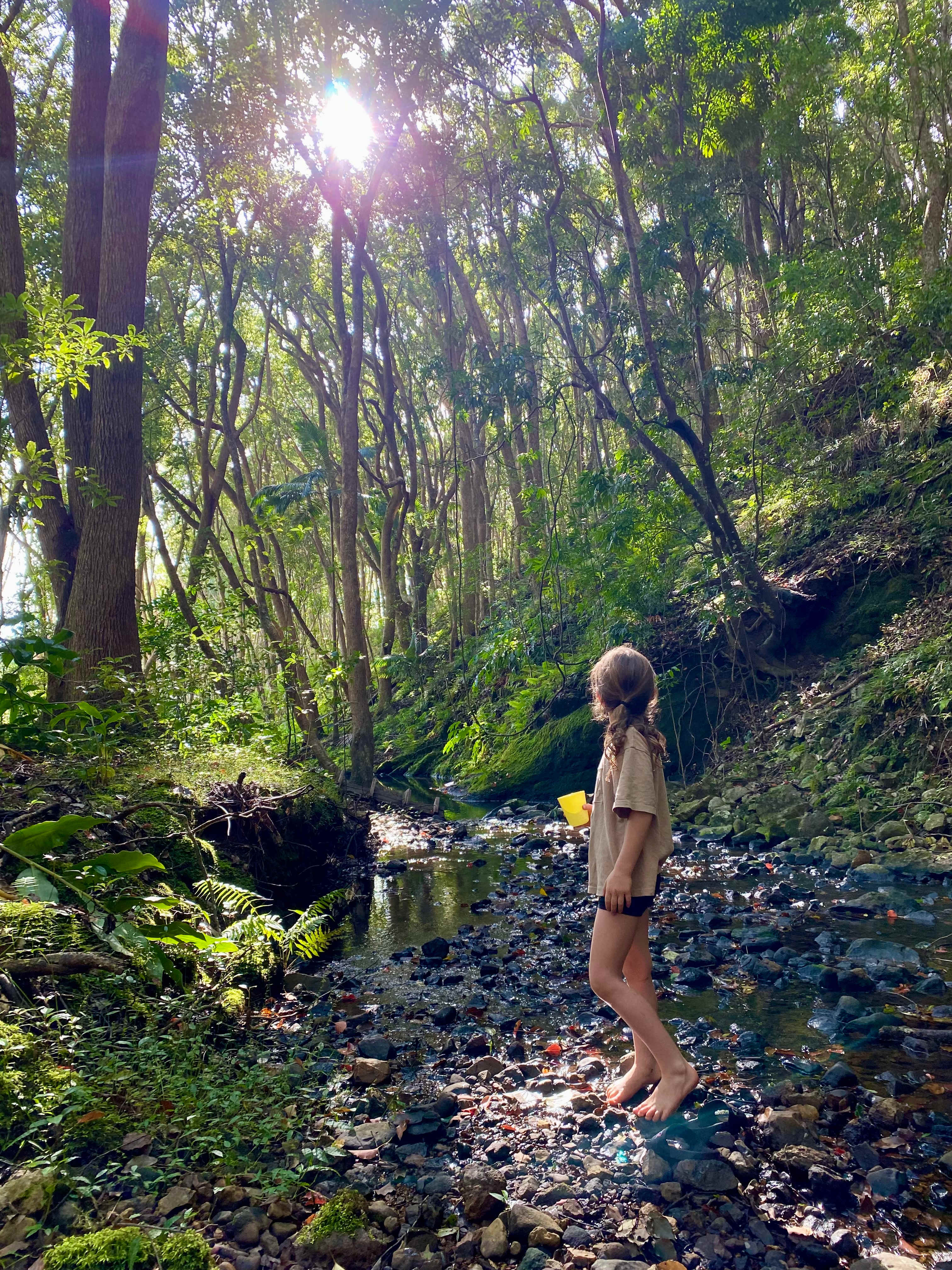 Fern gully Creek, Coorabell