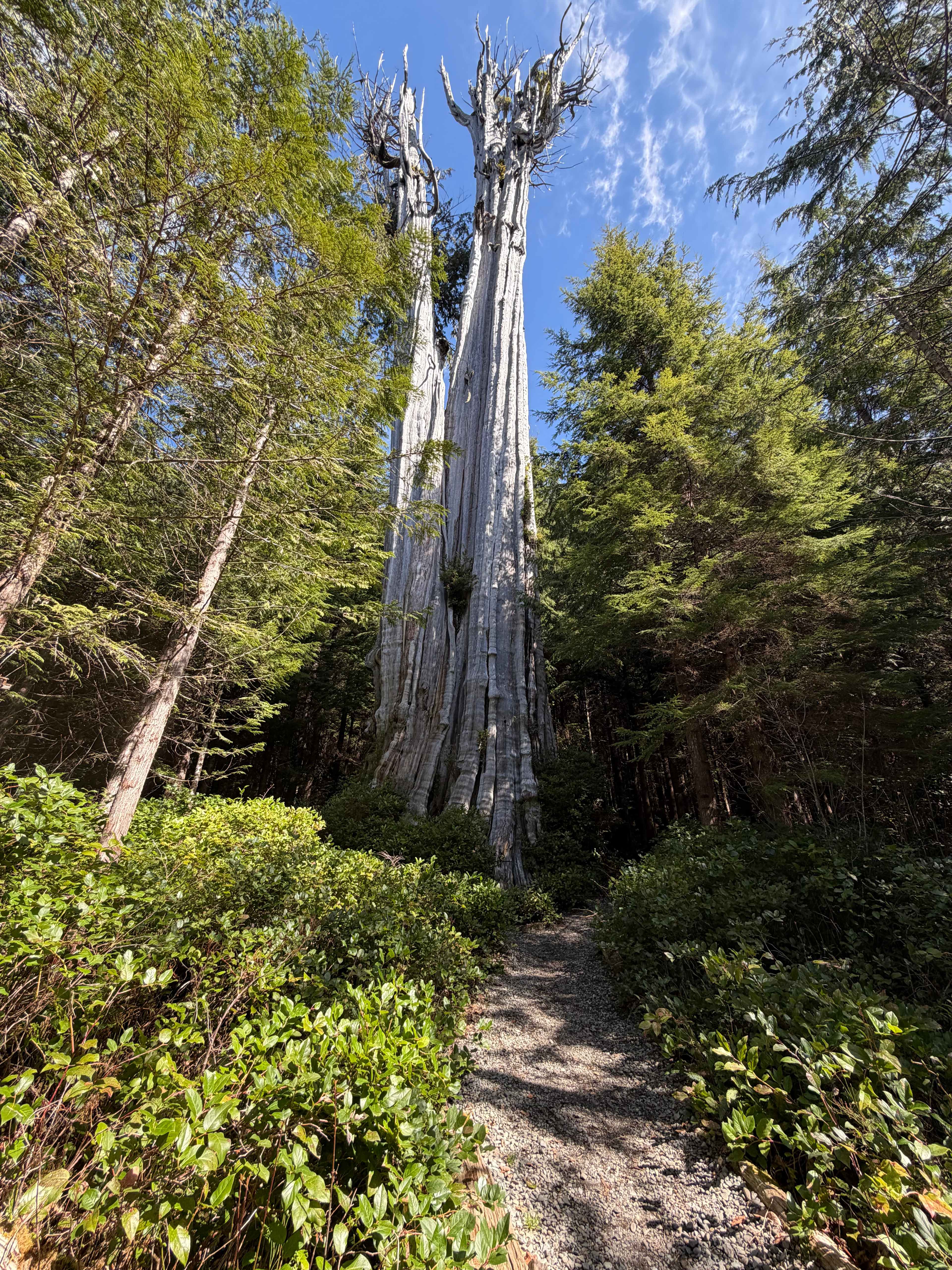 Nearby world largest cedar tree