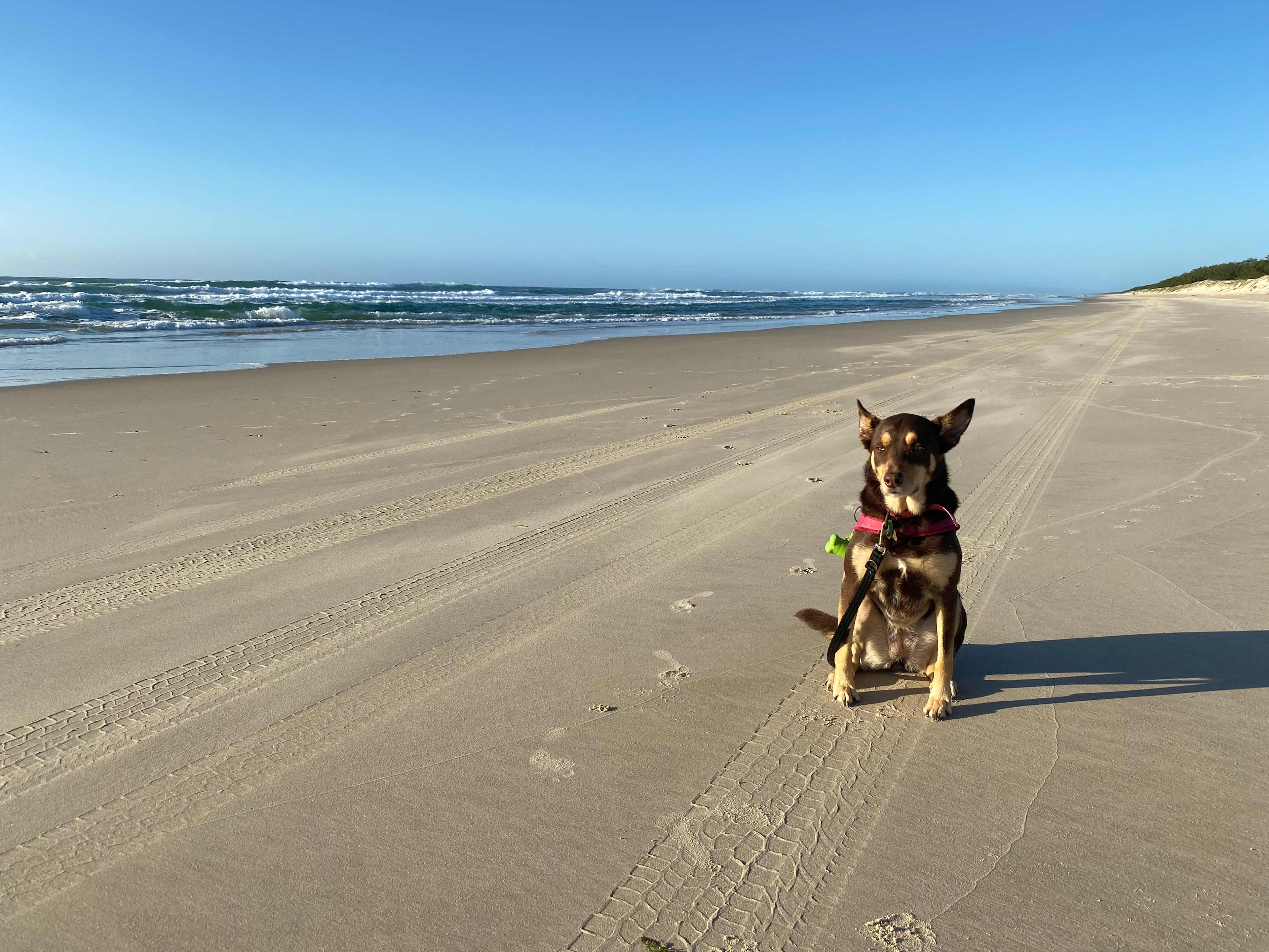 A kelpie’s dream