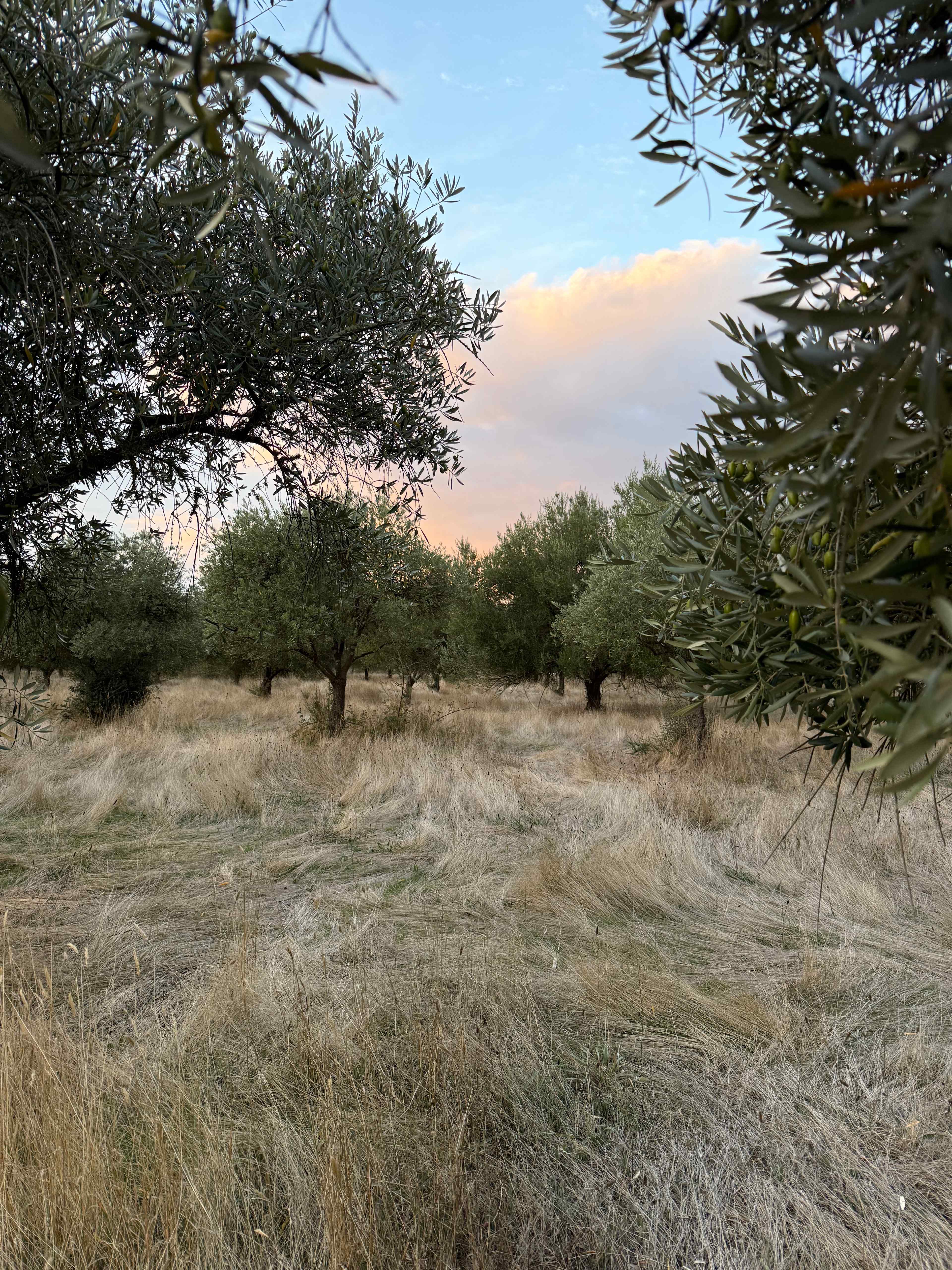 Olive Farm