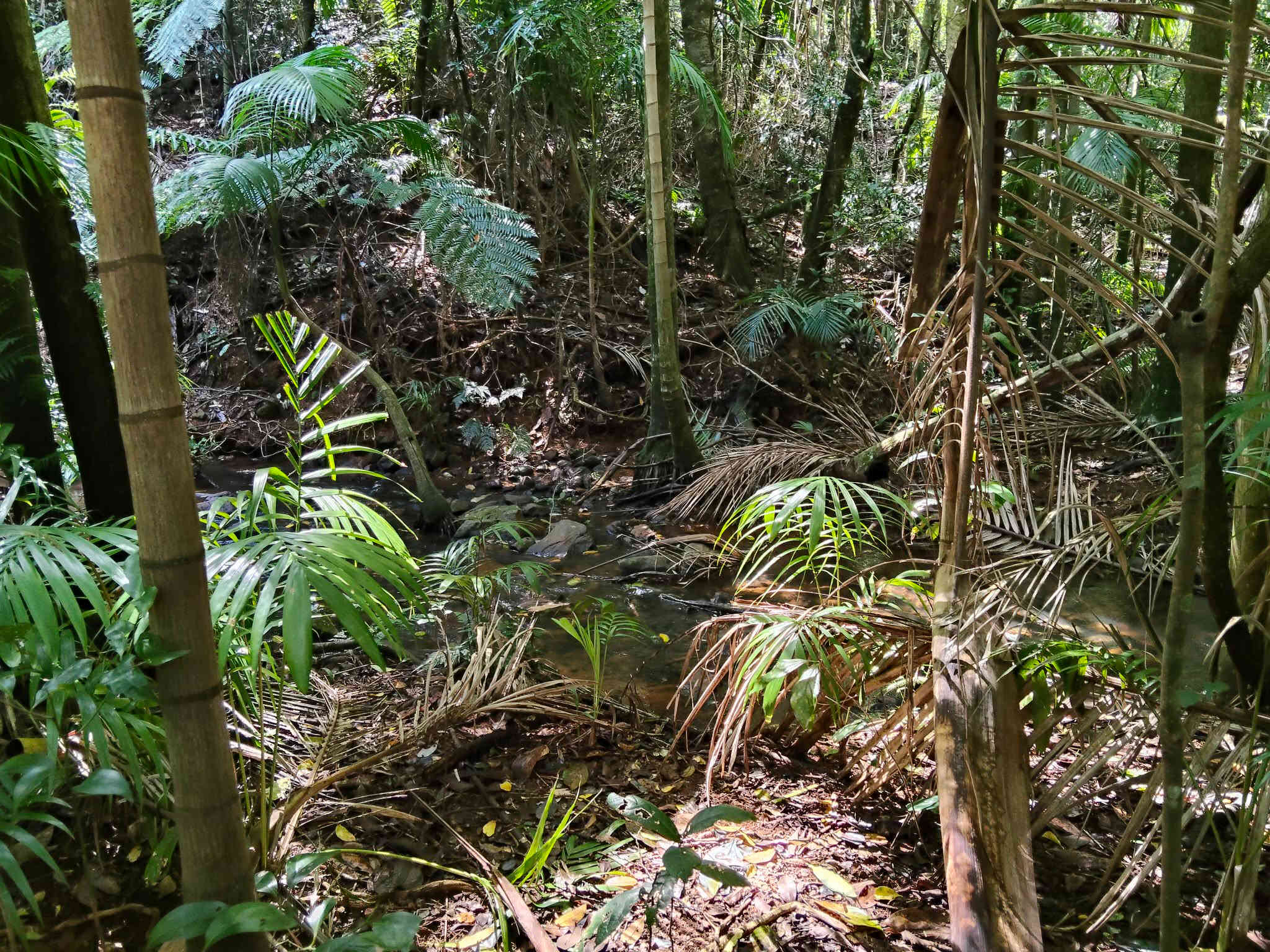 The rainforest walk