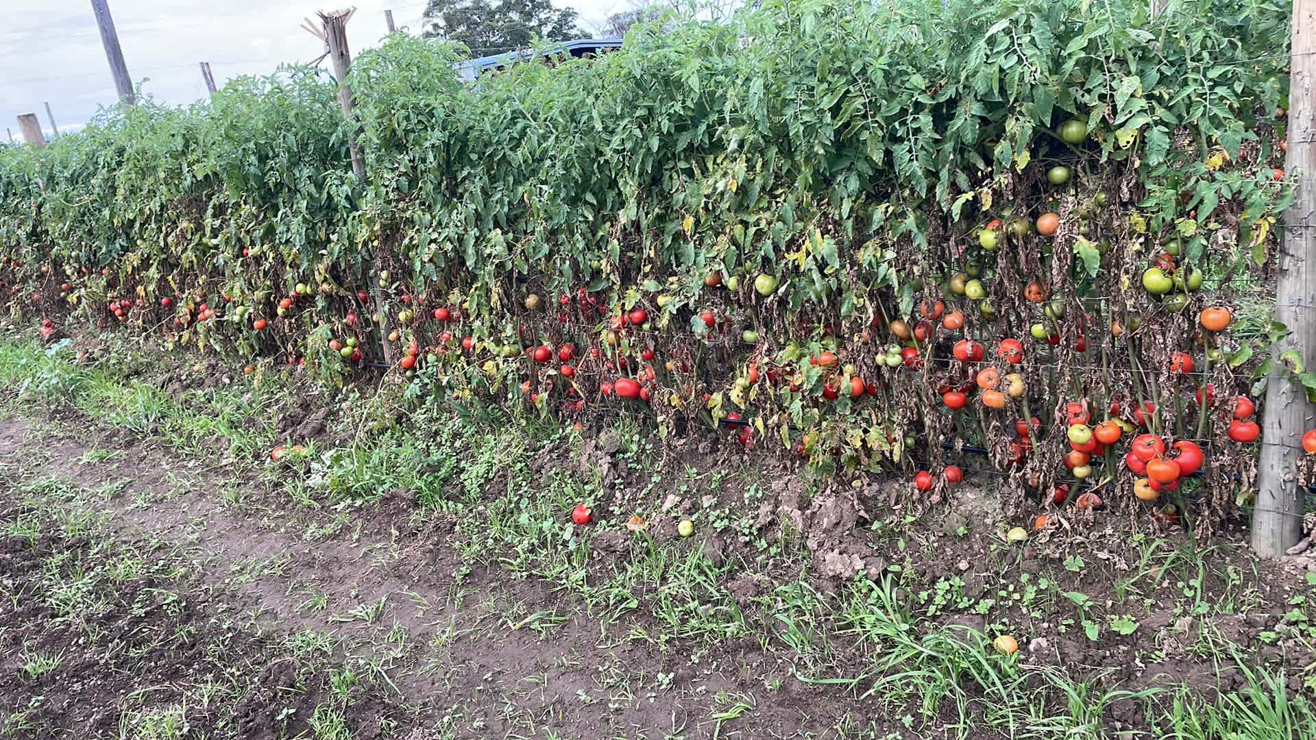 Tomatos