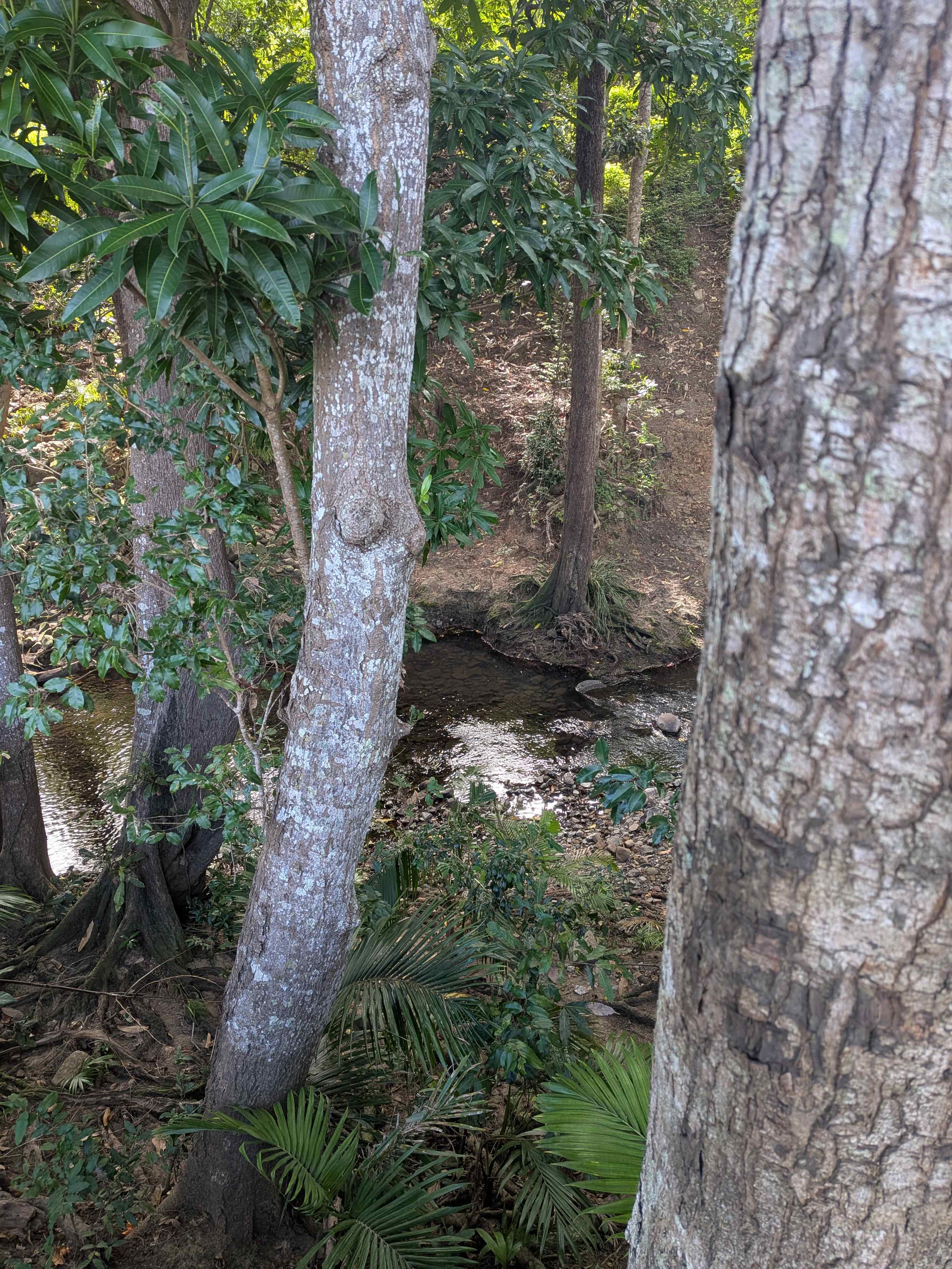 Cattle Camp, Sarina, QLD