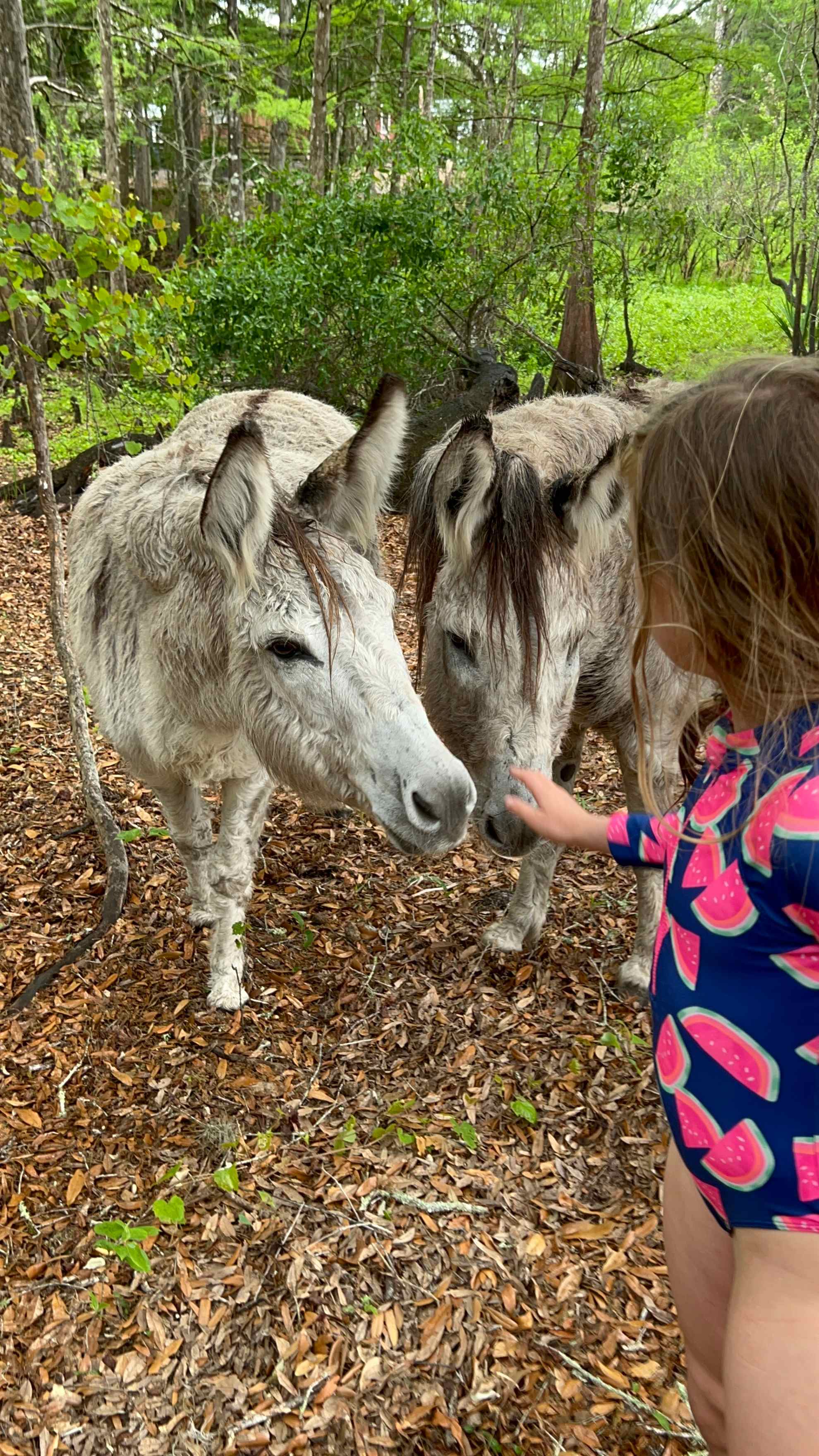 Lucky U Ranch