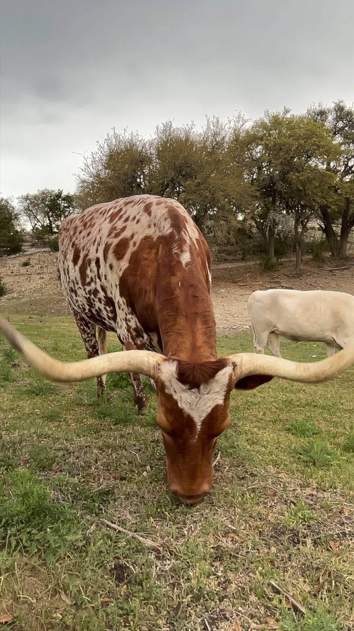 Longhorn Getaway Campgrounds
