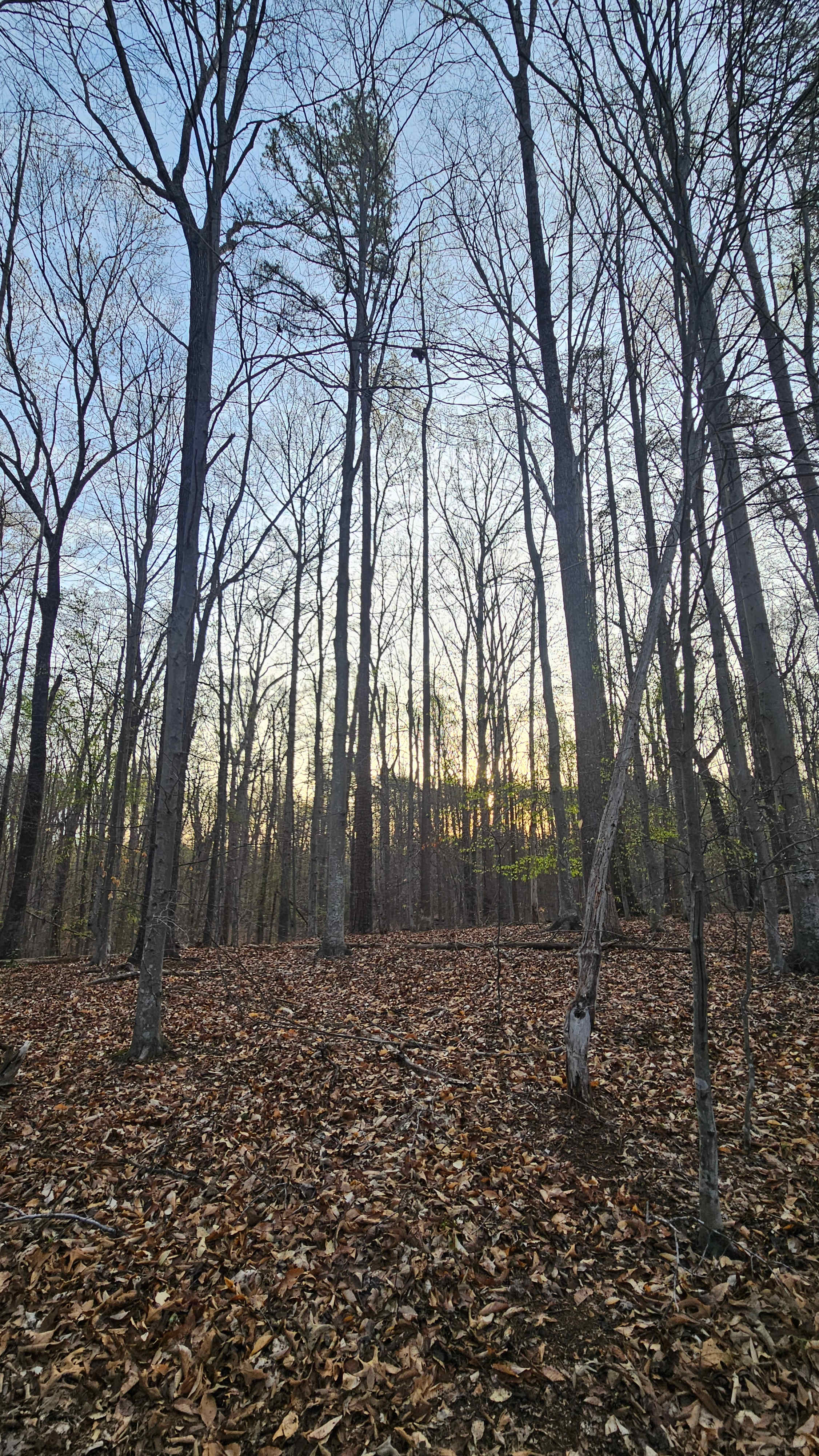 Phantom Hill Forest Retreats