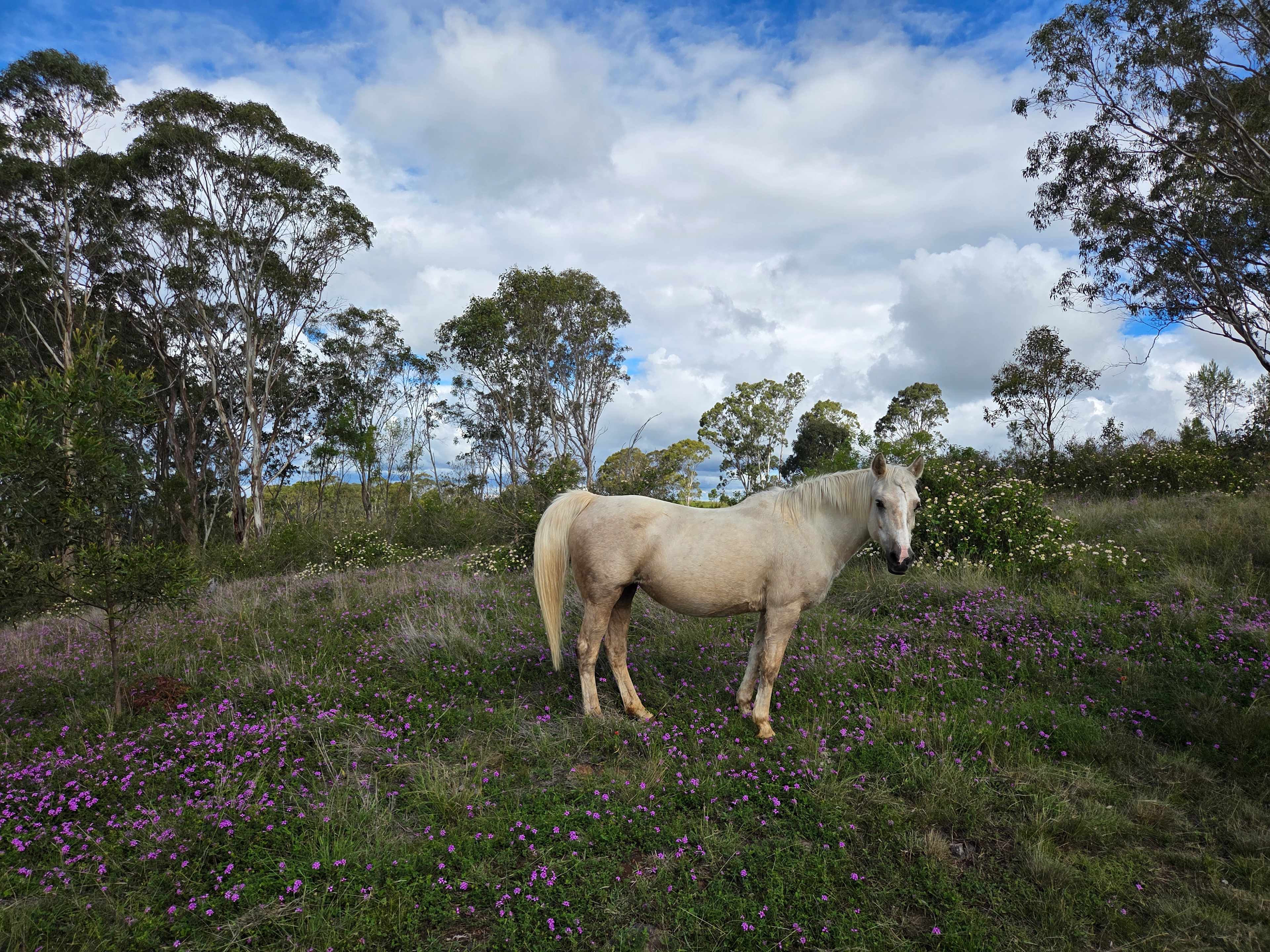 Hilltop Farm, Camping and Glamping.