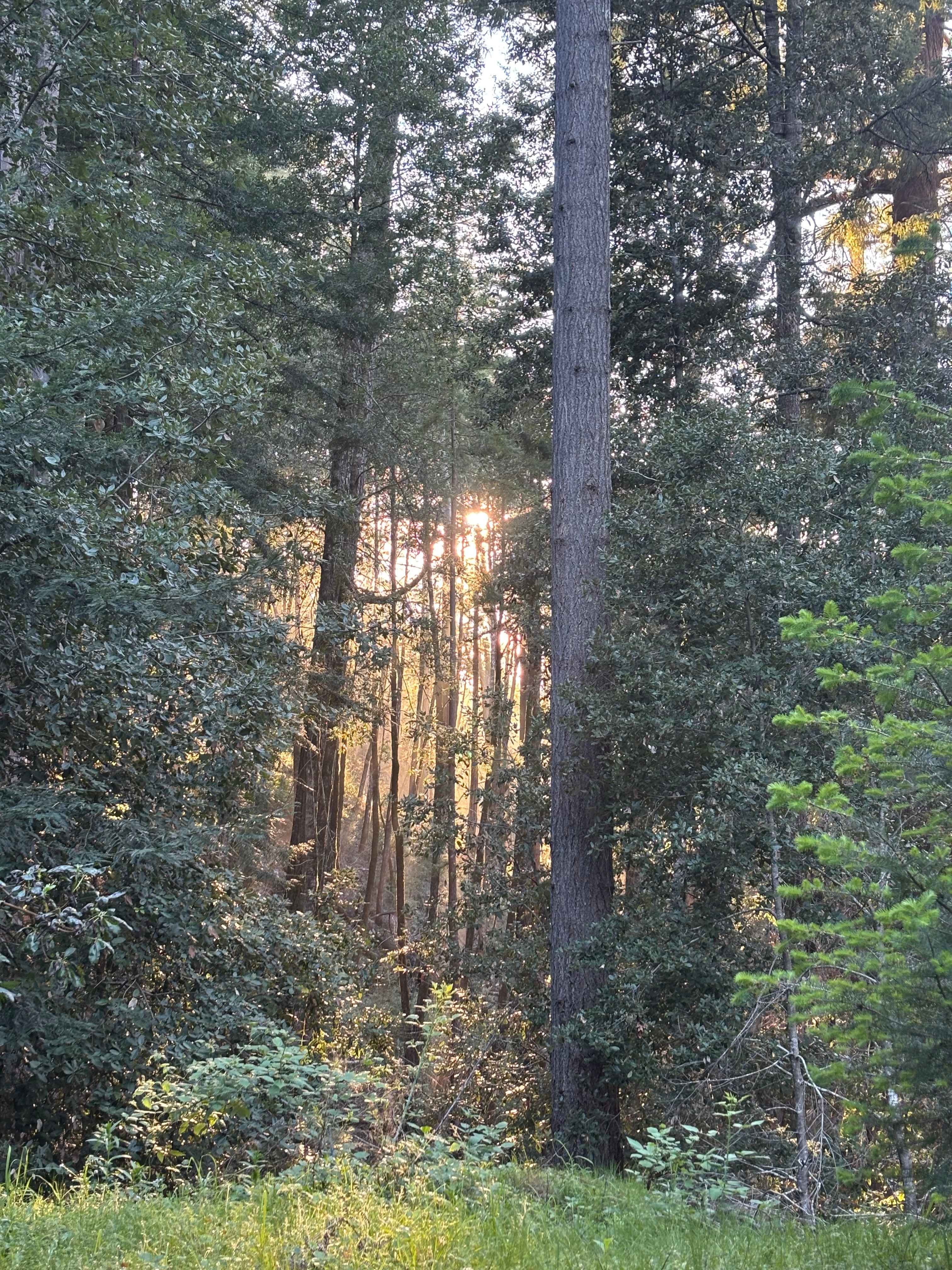 BANKS RANCH IN THE REDWOODS