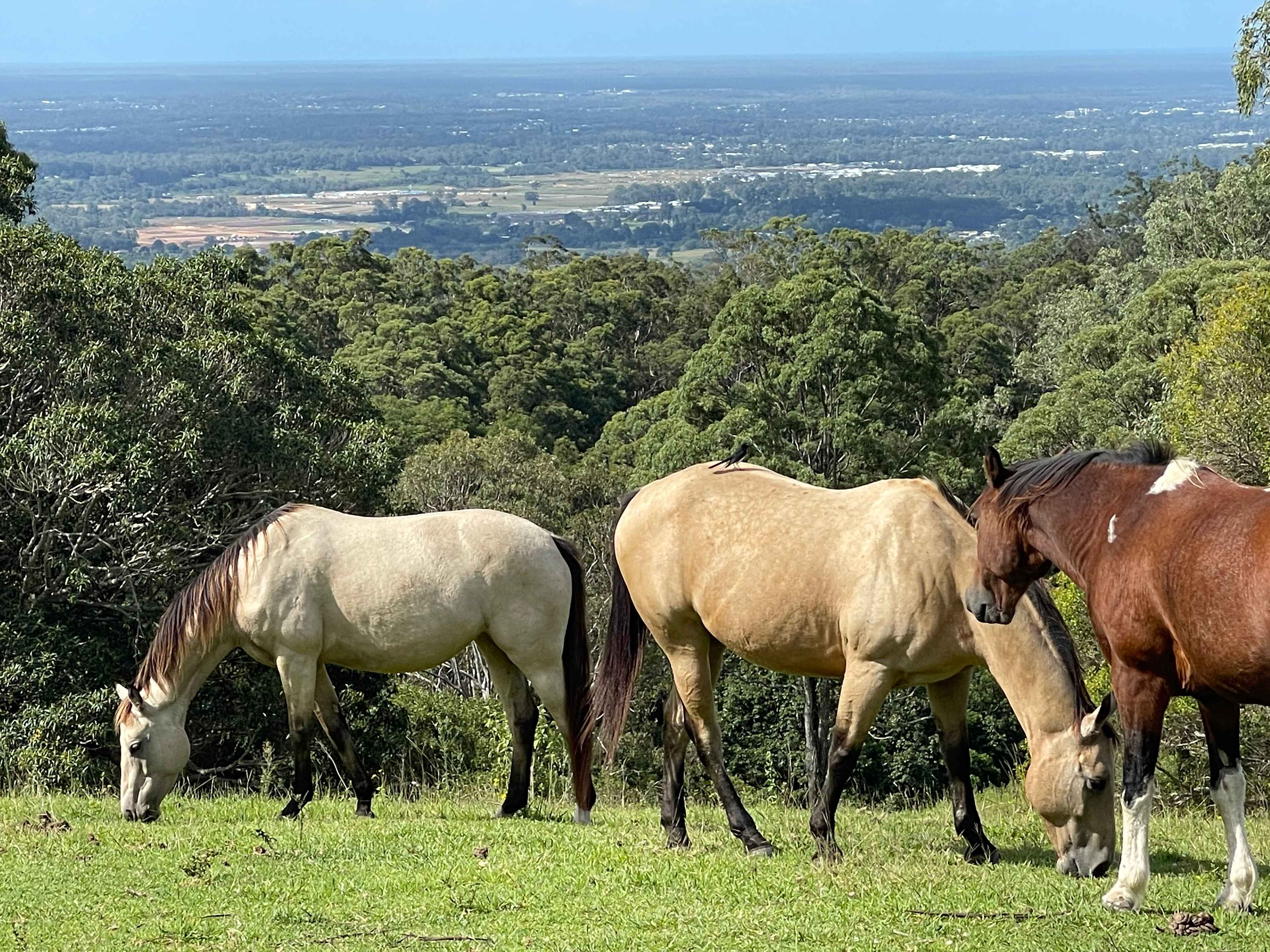Rangetop Farm