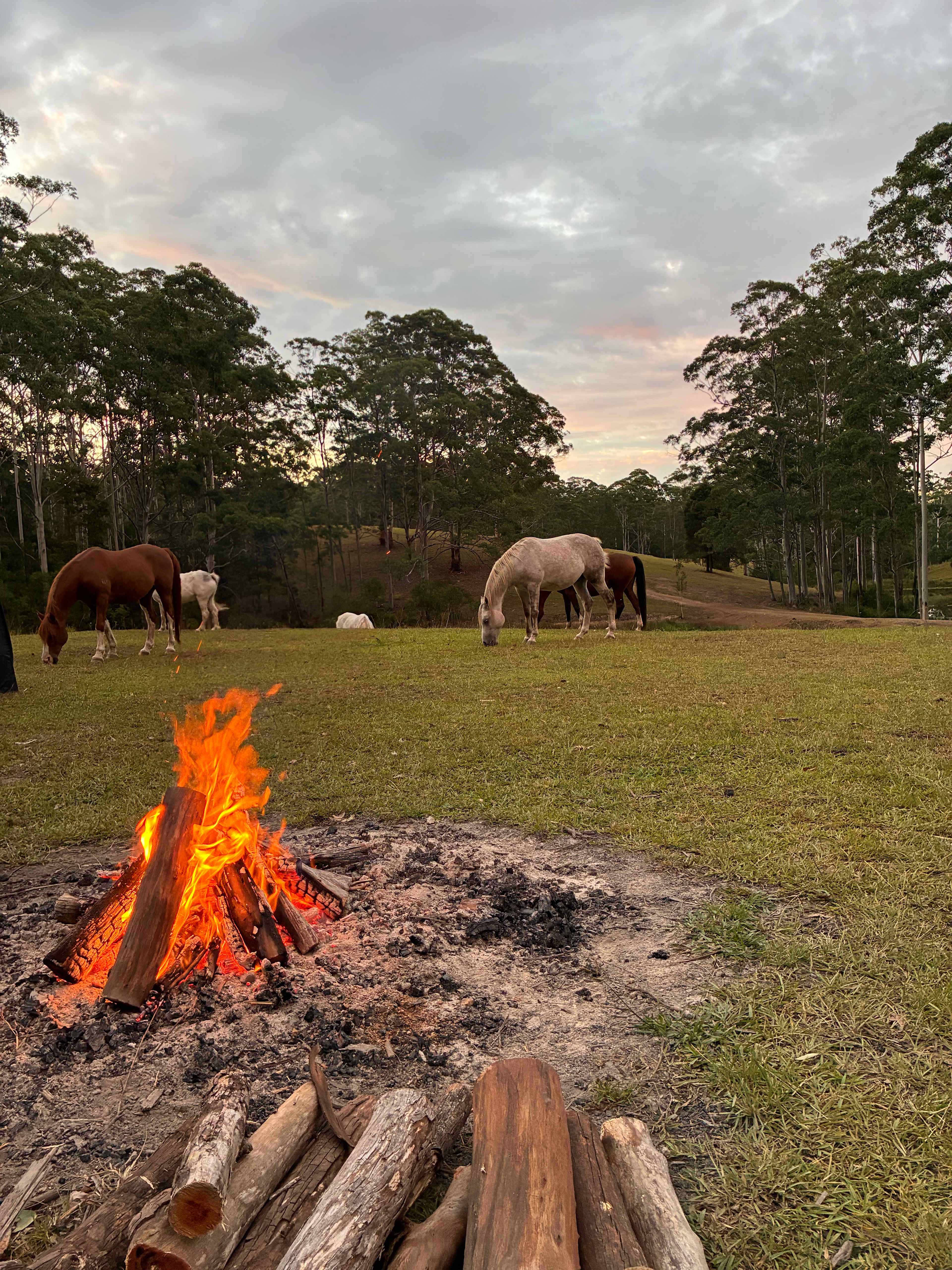 Wootton Arabian Stud Farmstay