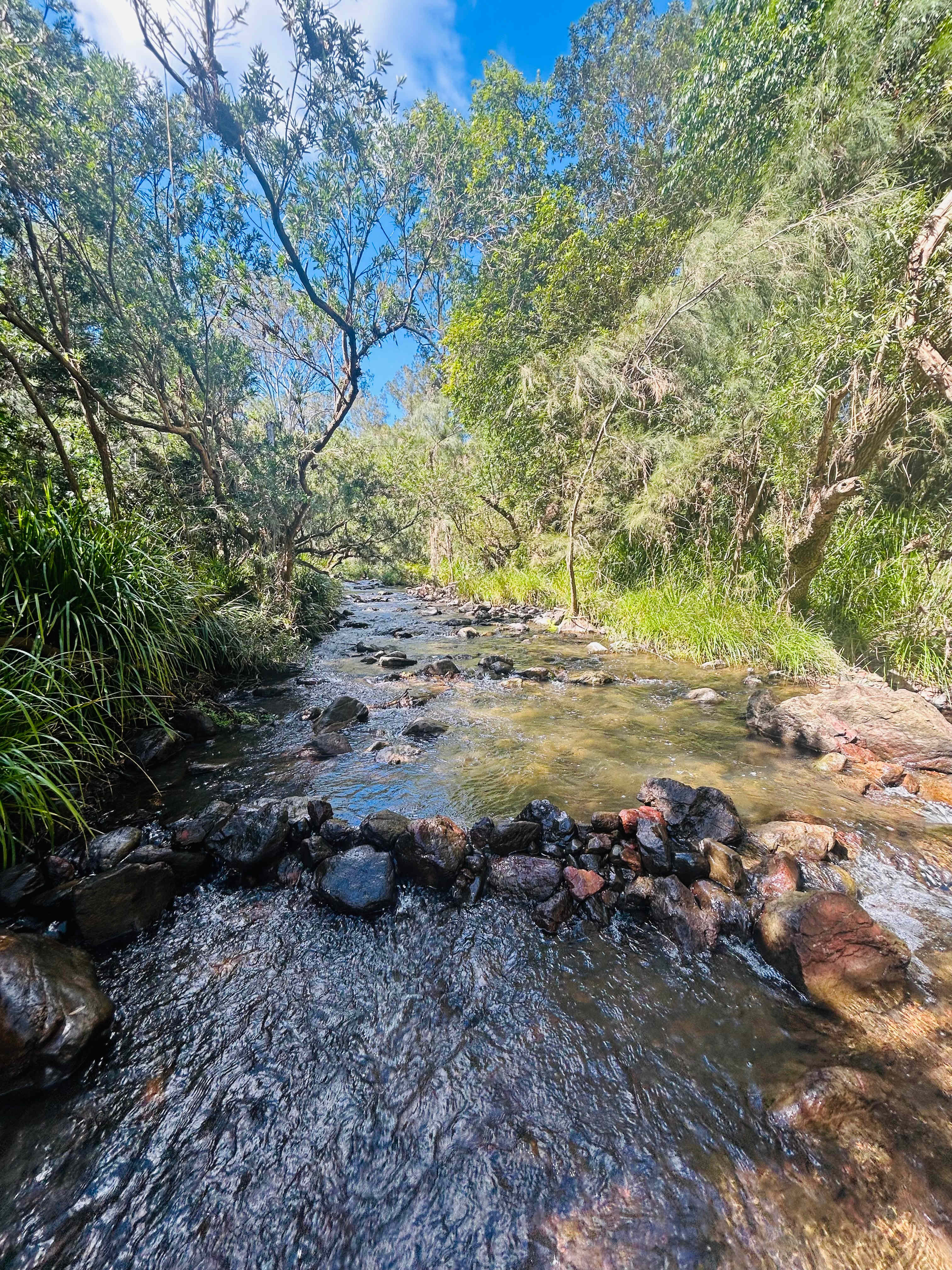 Bunya Grove